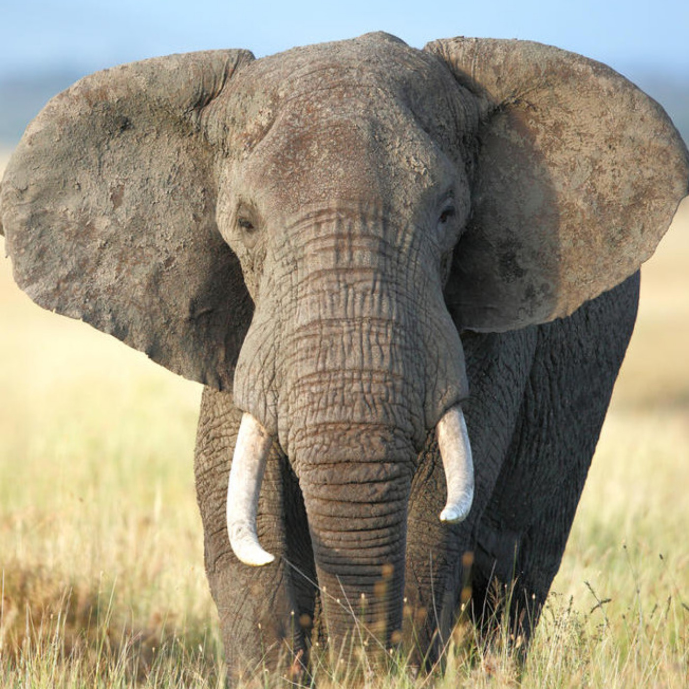 Founder of The African Wildlife Trust, Elephant Poaching & A Global Ban on Ivory: Pratik Patel episode artwork