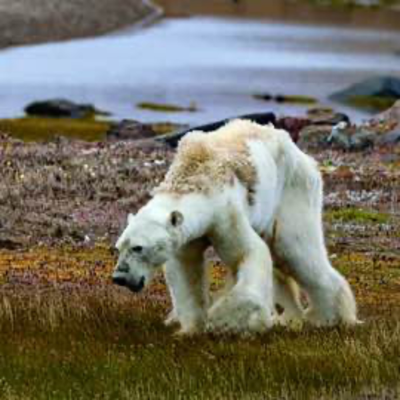 The Climate Crisis in Polar Regions with Dr. Jim Halfpenny