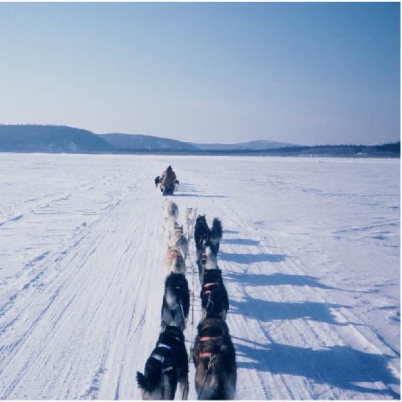 Iditarod Lessons: John Wood on Dogs, Distance, and Discipline