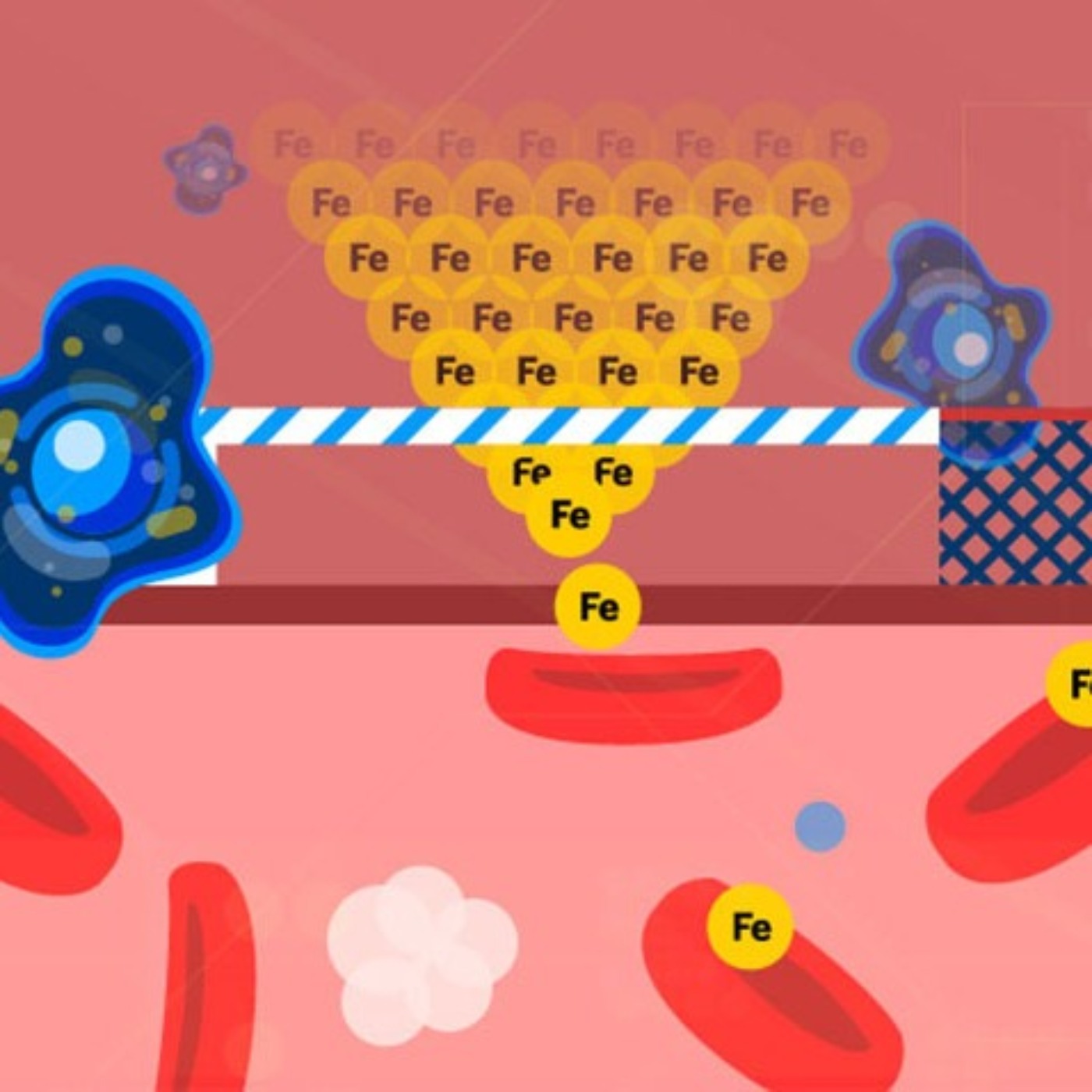 What Your Microbiome Has To Do With Iron Absorption | Michigan Medicine