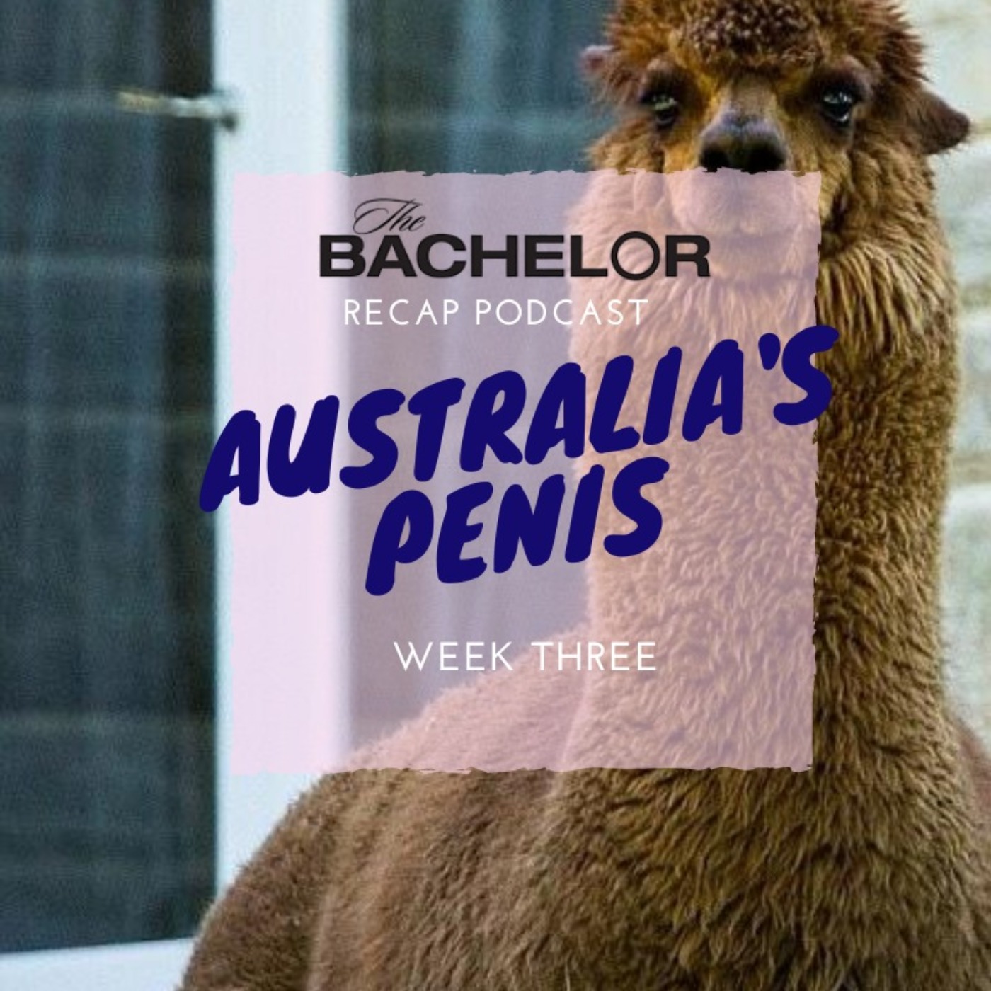 THE BACHELOR: Week 3 - Australia's Penis