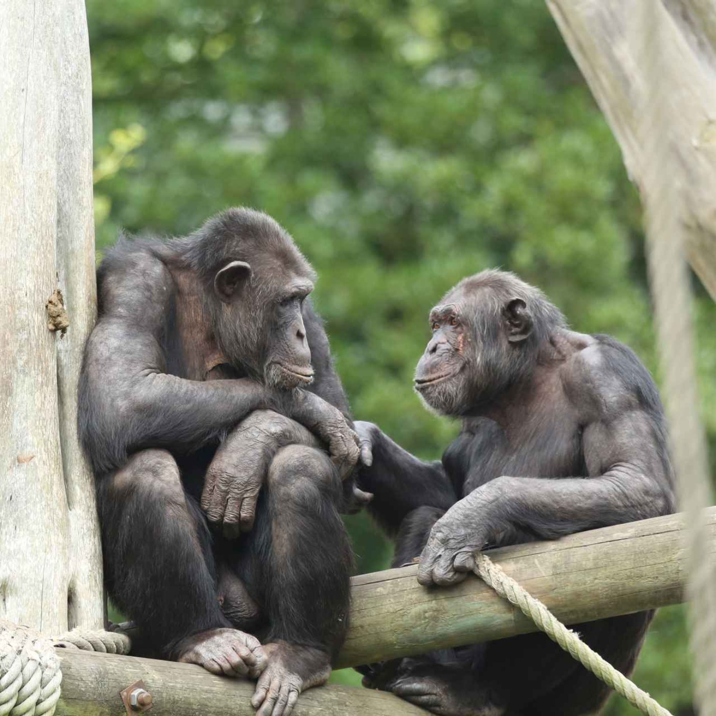 117: Bonobos and chimps show ’a rich recognition’ for long-lost friends and family