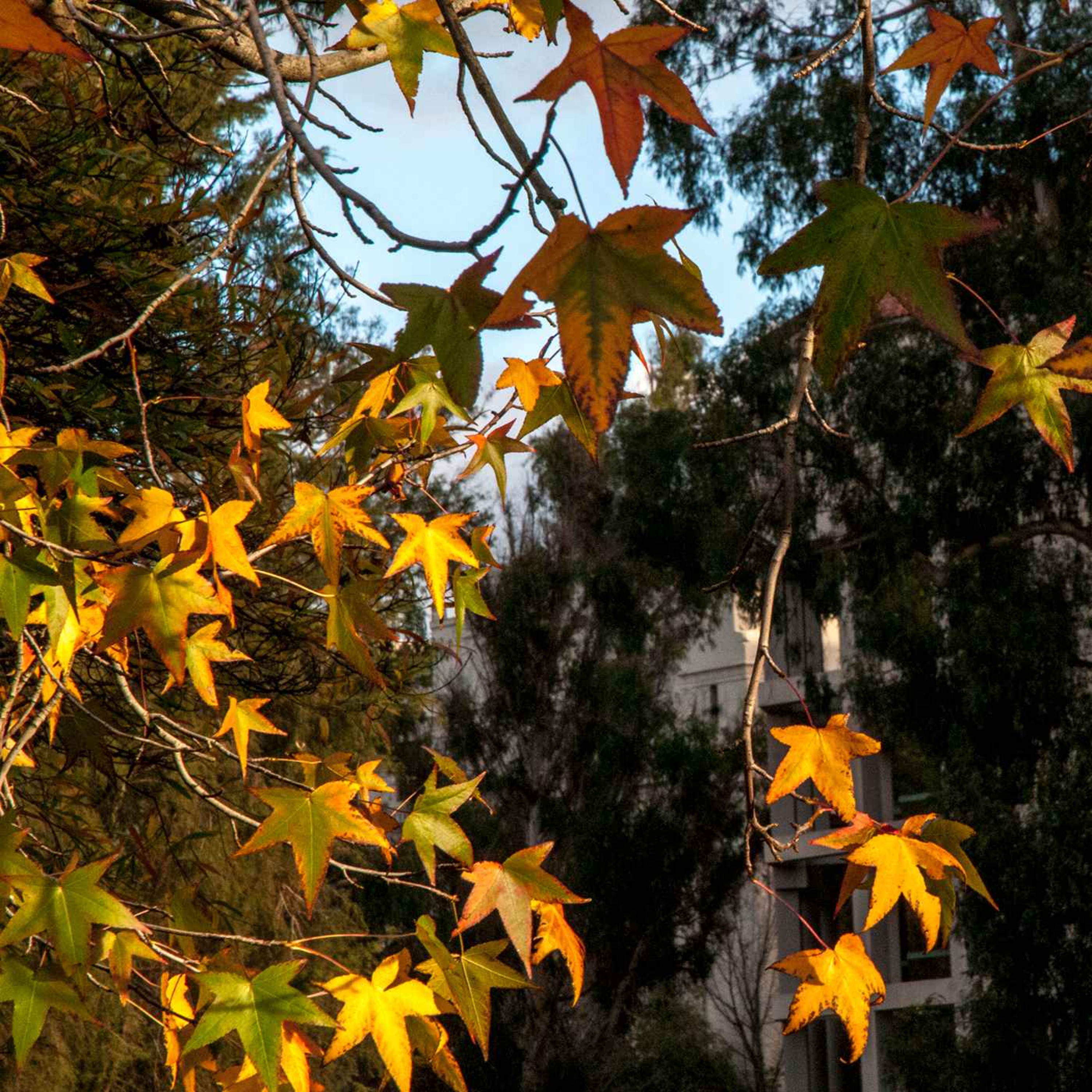 Why do leaves change color in the fall? episode artwork