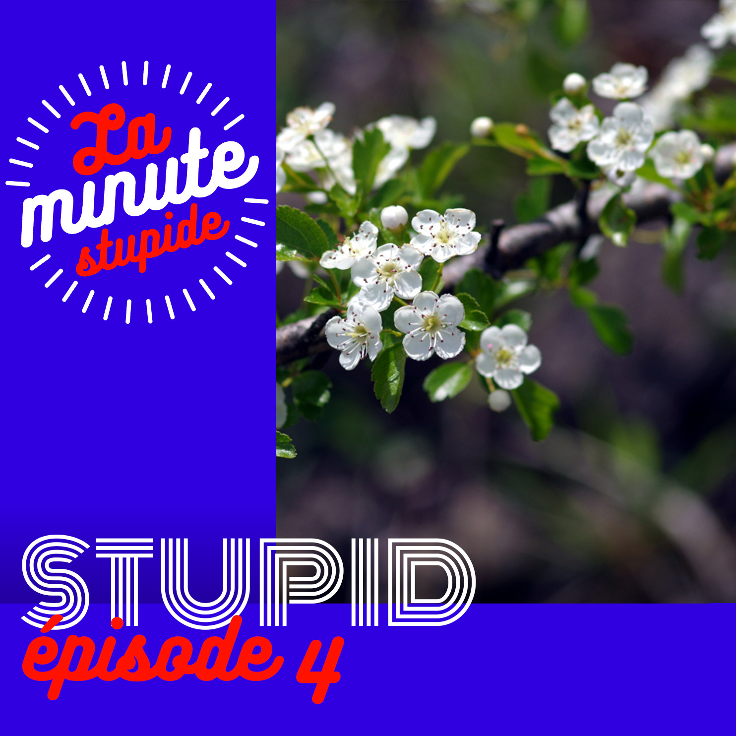 STUPID #4 - Un choix épineux - podcast episode cover