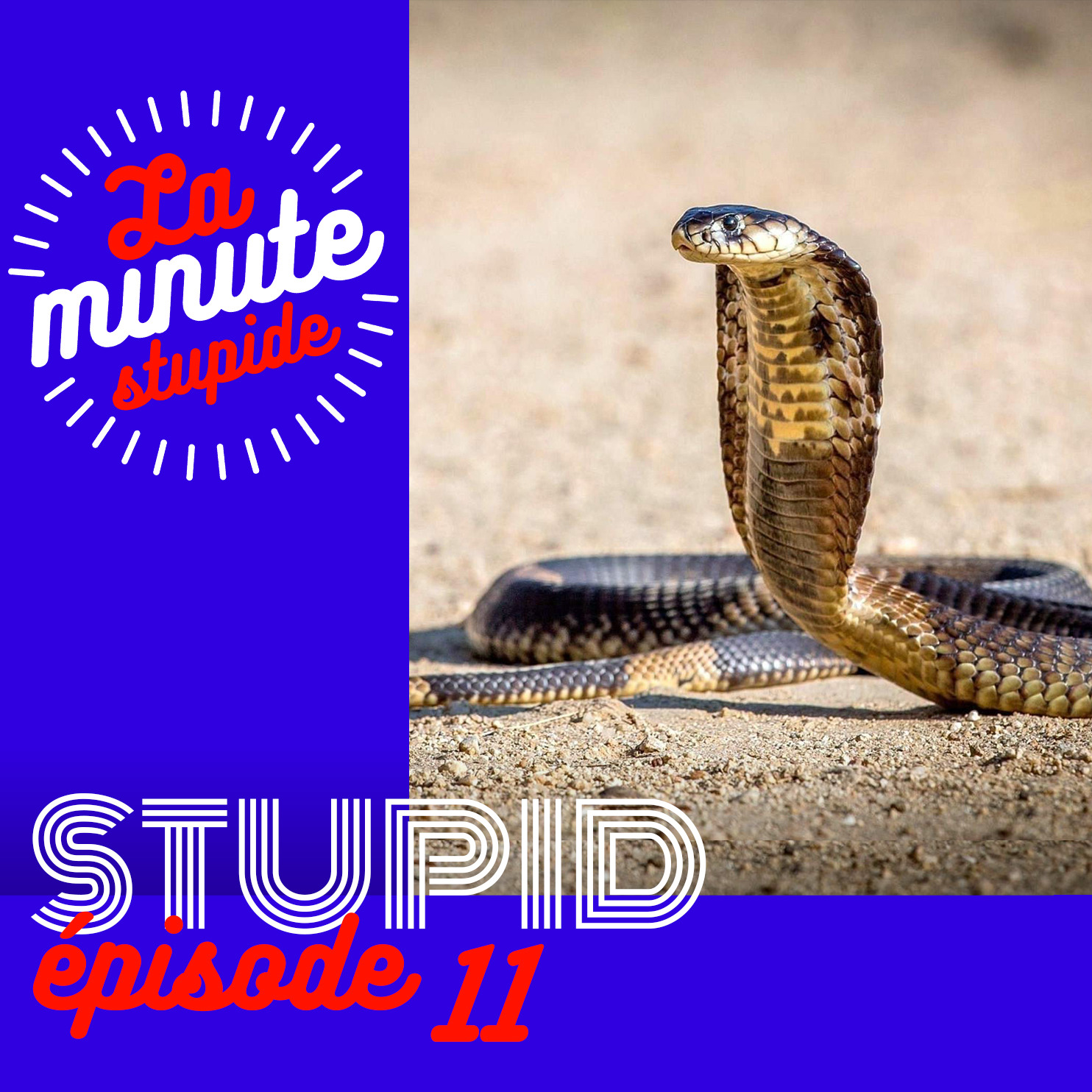 STUPID #11 - Le ventre du serpent - podcast episode cover