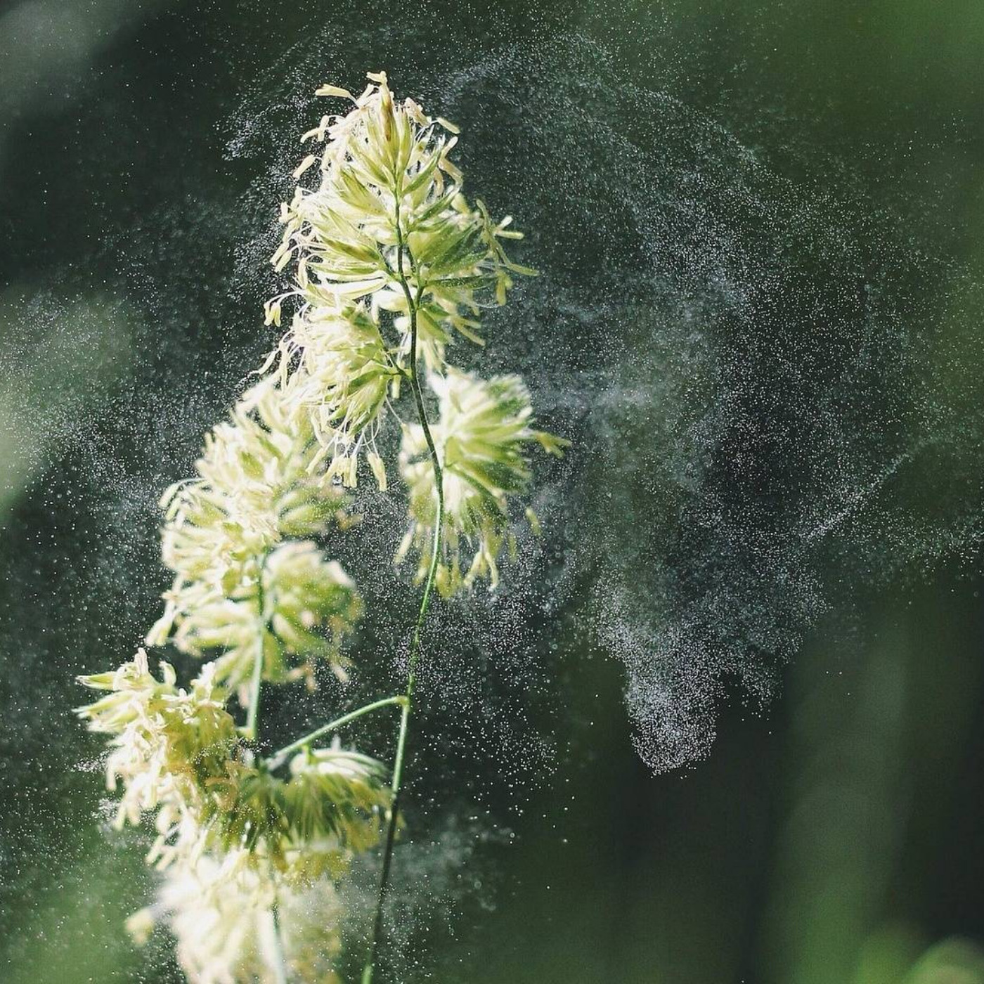 The Gestalt Gardener: The Pollinator