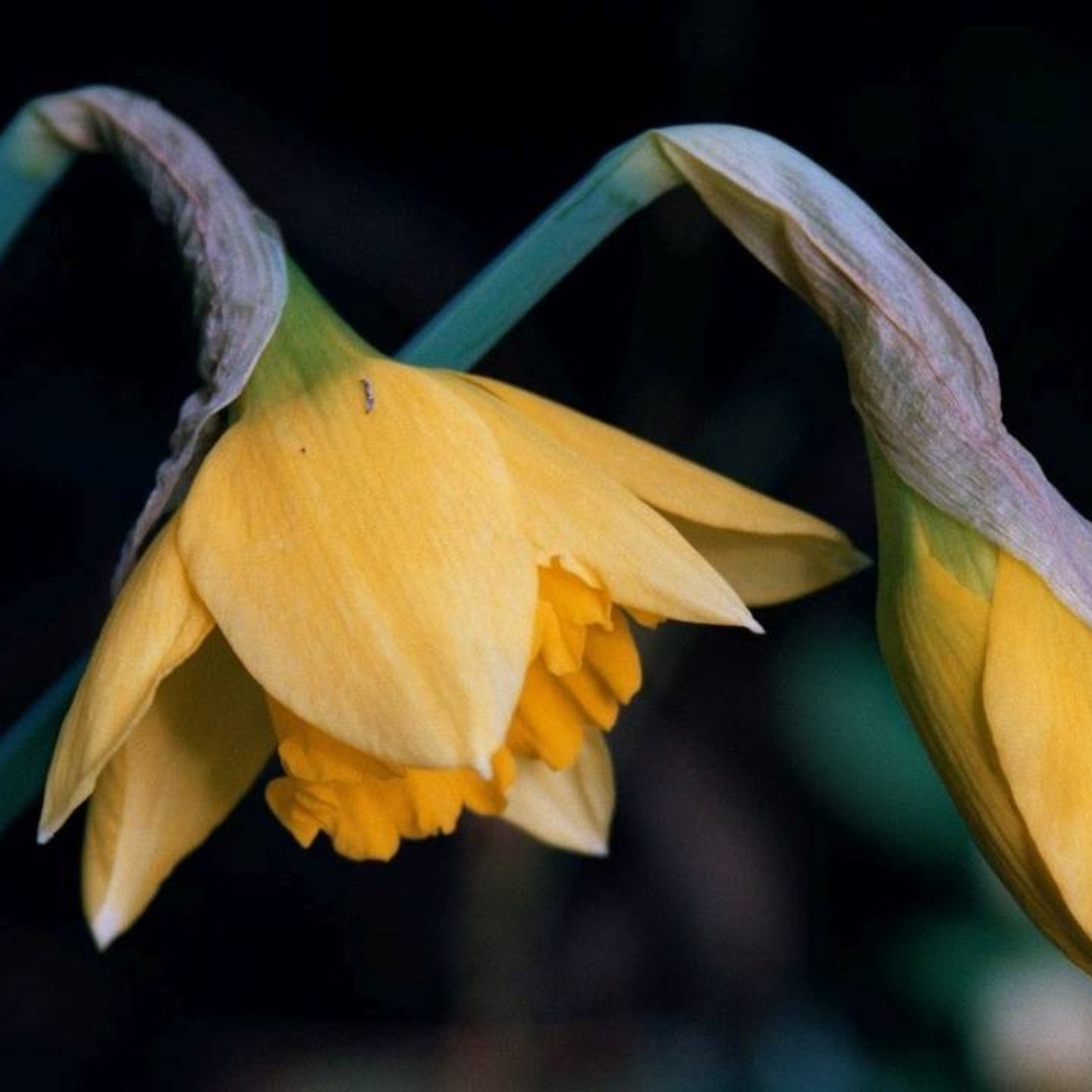The Gestalt Gardener: Not Yet