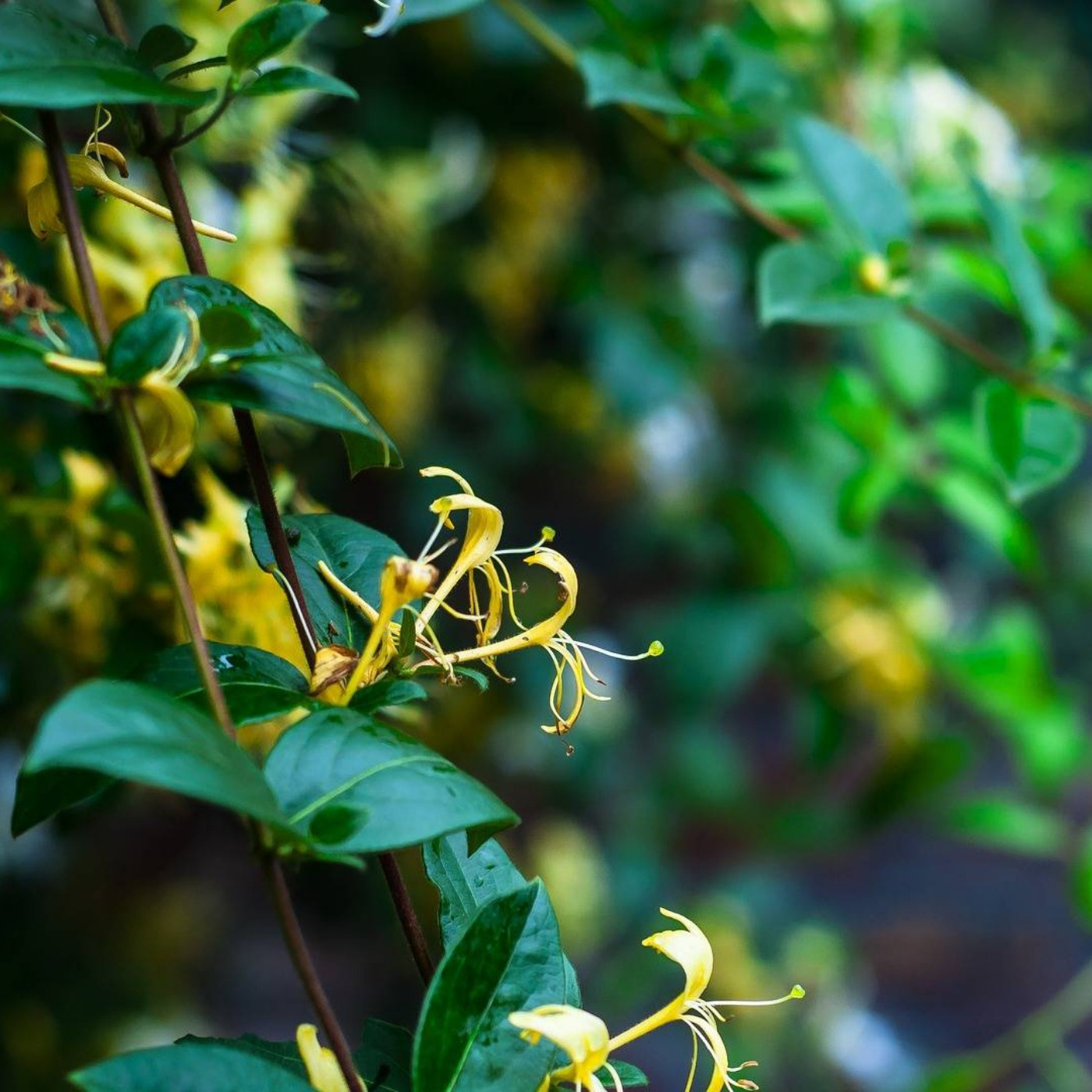 The Gestalt Gardener: Honeysuckle Is Here