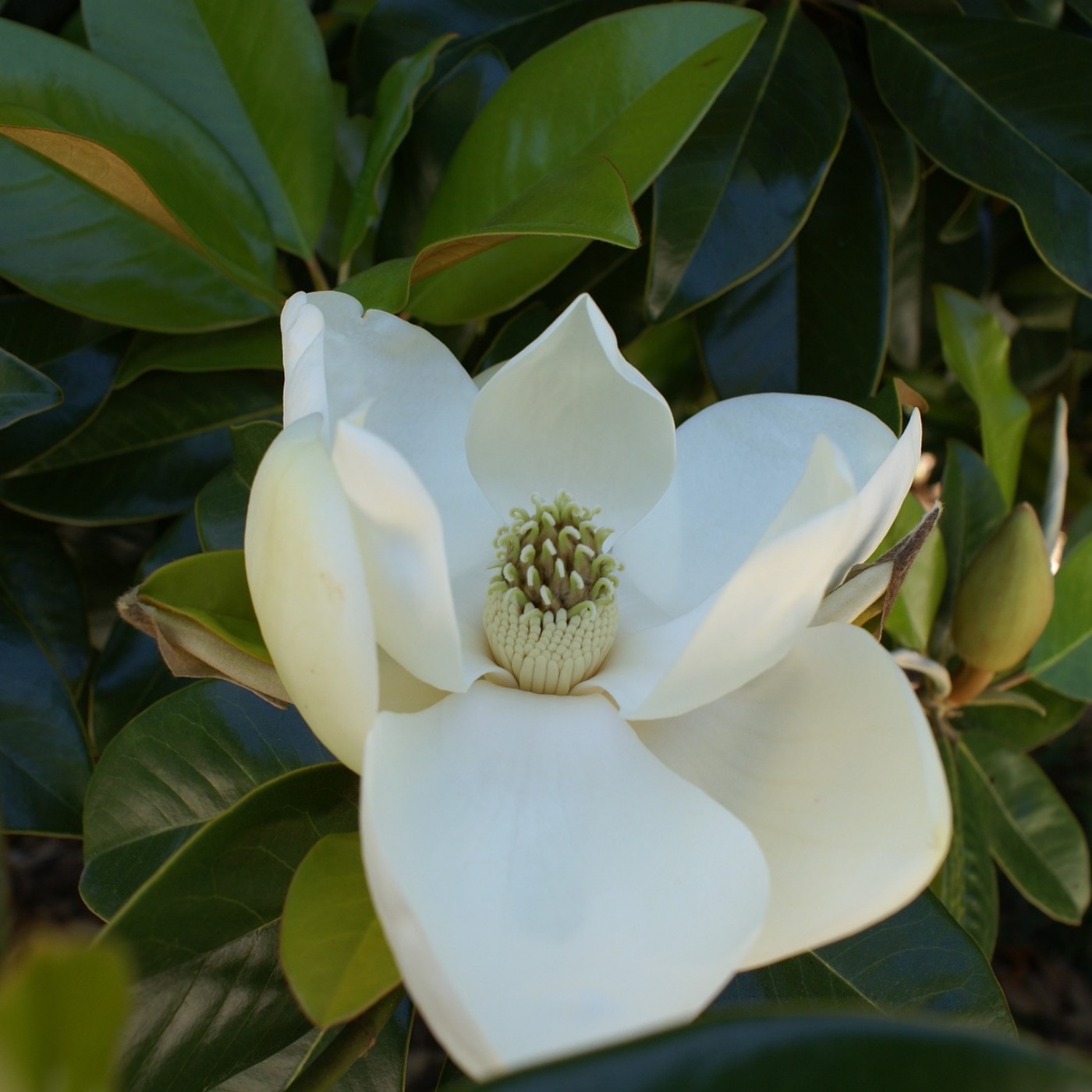The Gestalt Gardener:  Magnolia Joe
