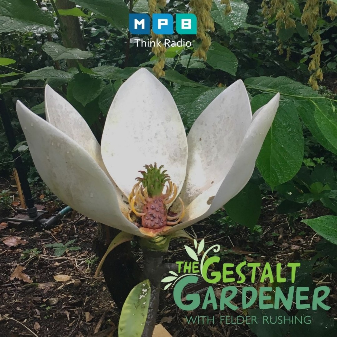 The Gestalt Gardener:  Hortus Botanicus