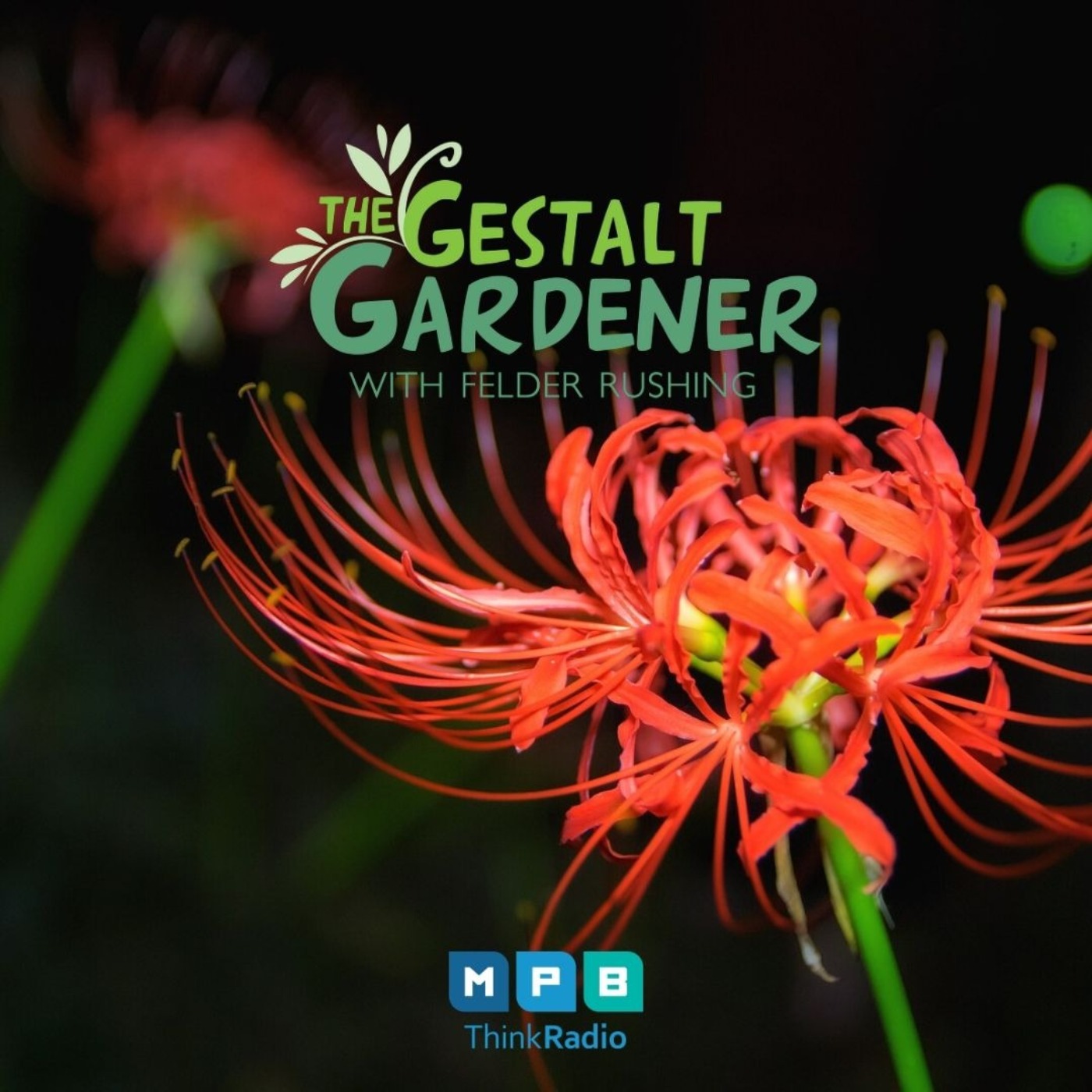 The Gestalt Gardener | Spider Lily or Naked Lady