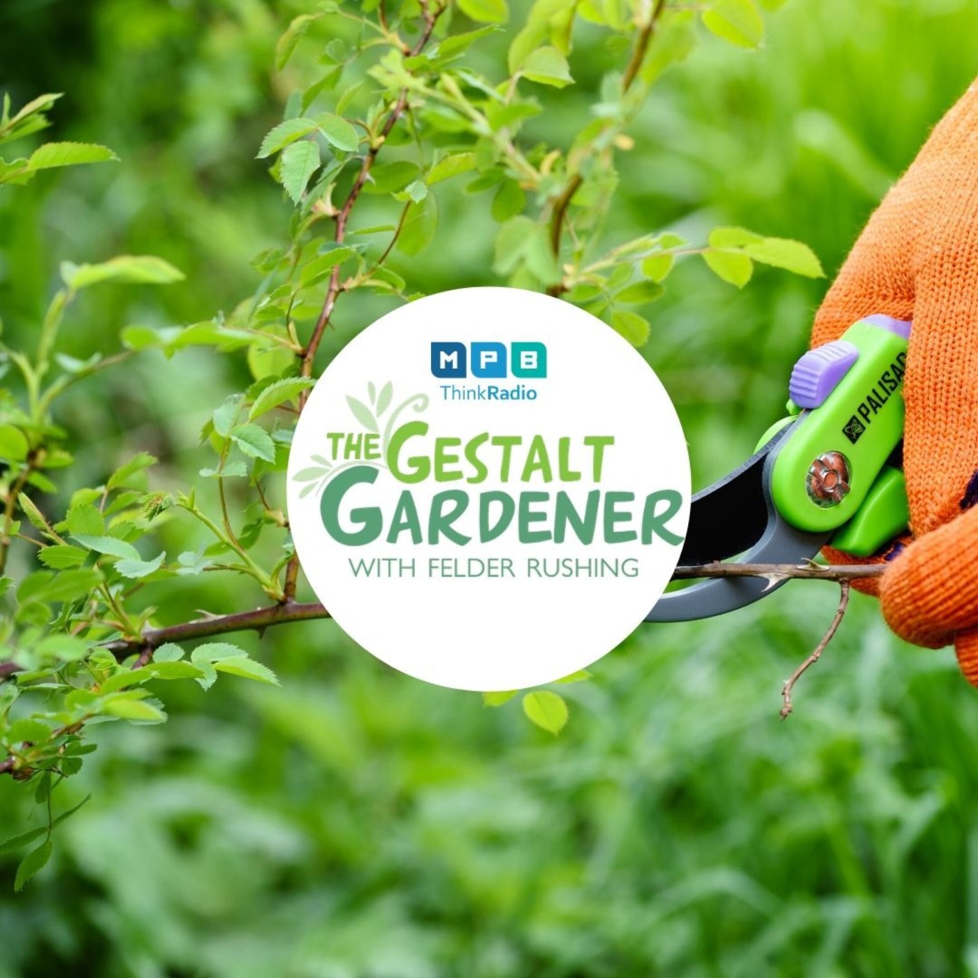 The Gestalt Gardener:  So-so January