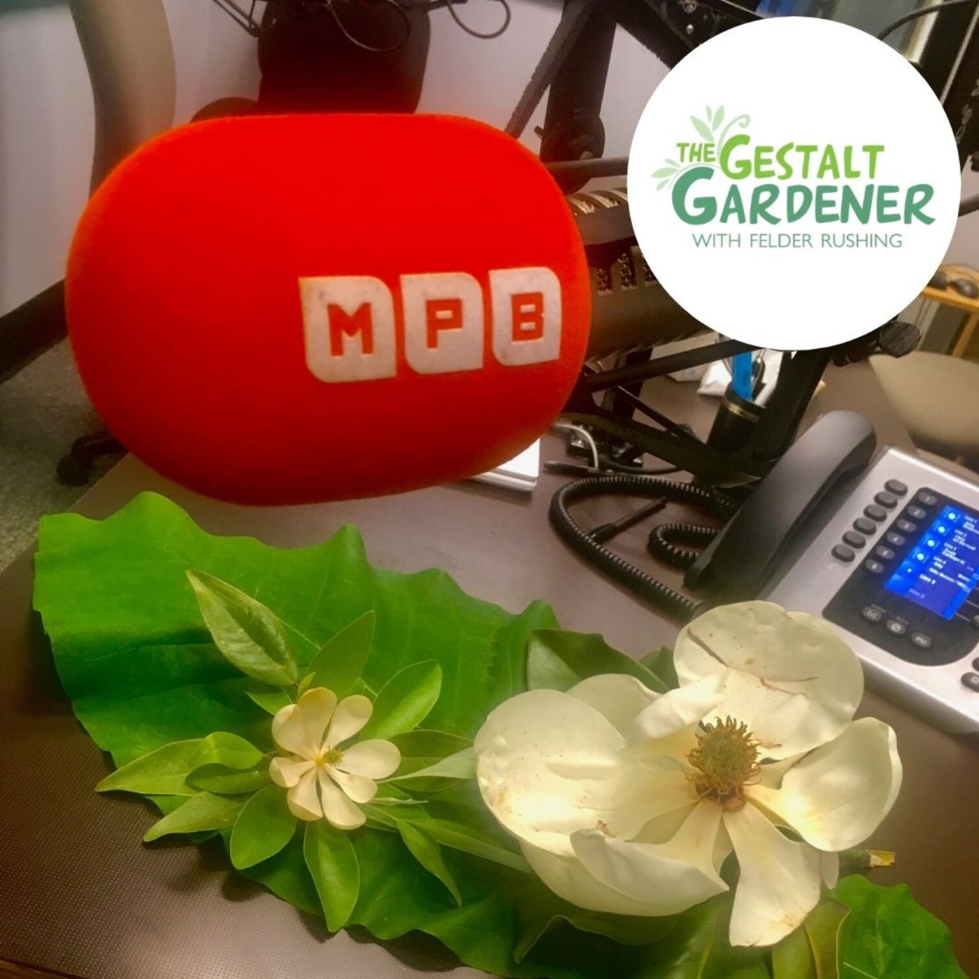 The Gestalt Gardener:  3 Magnolias