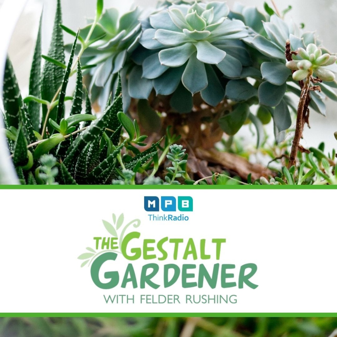 The Gestalt Gardener:  New Garden