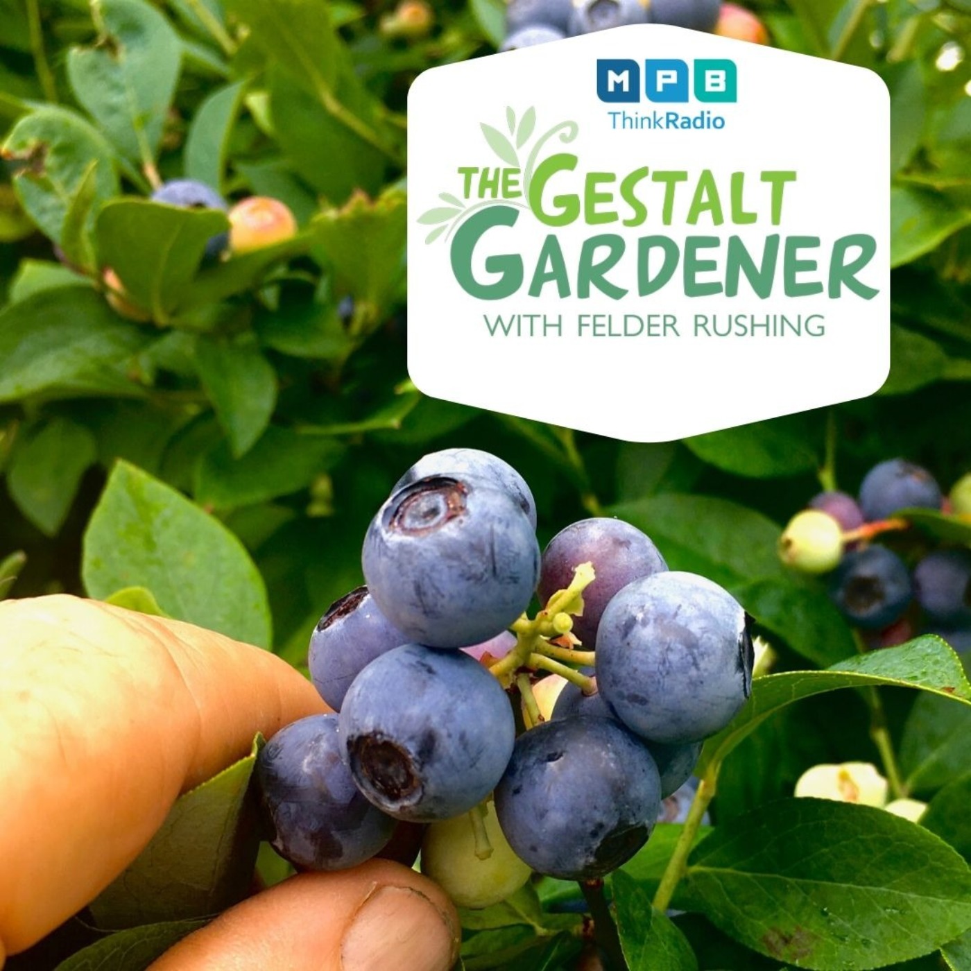 The Gestalt Gardener:  Tea Time