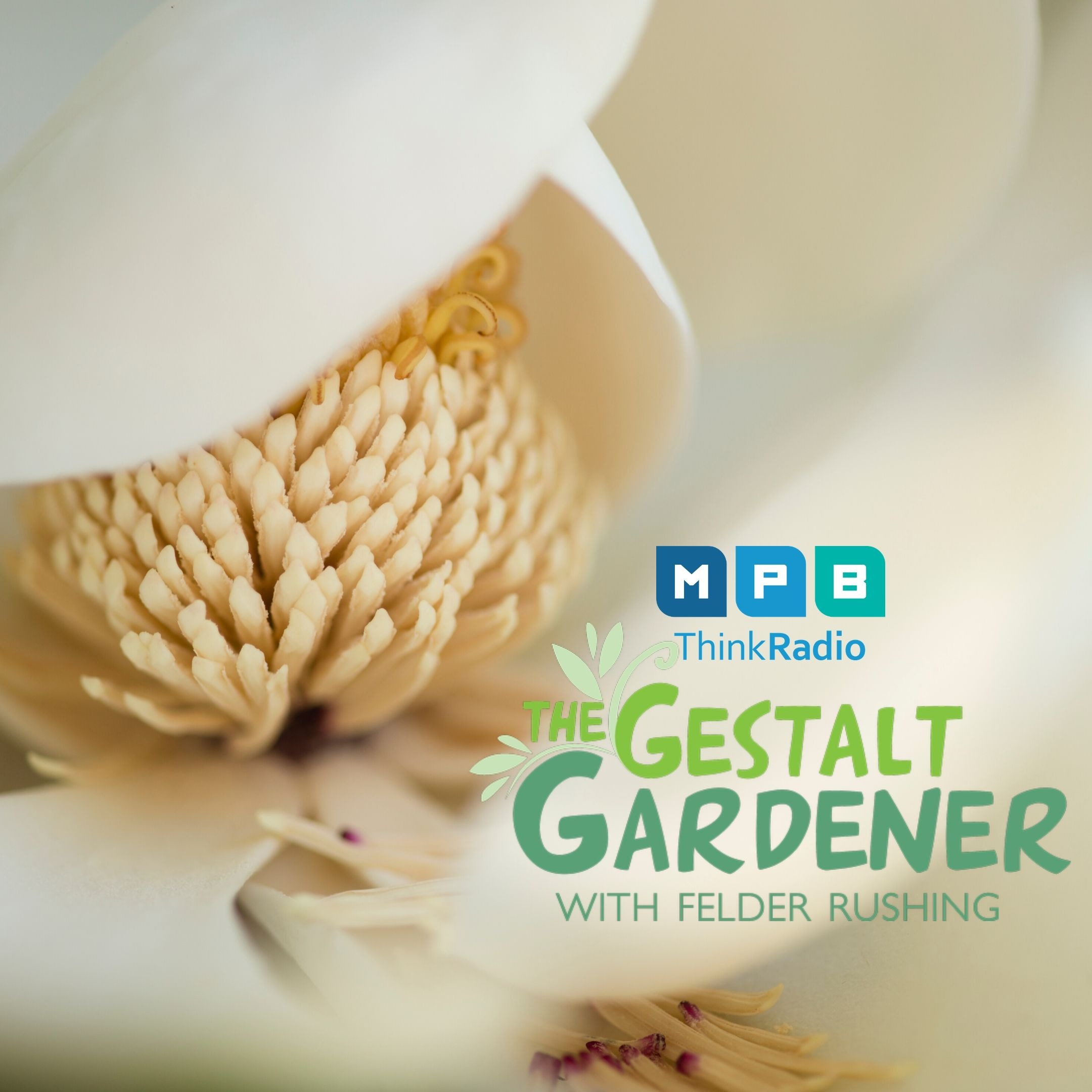 The Gestalt Gardener:  Mississippi Magnolia