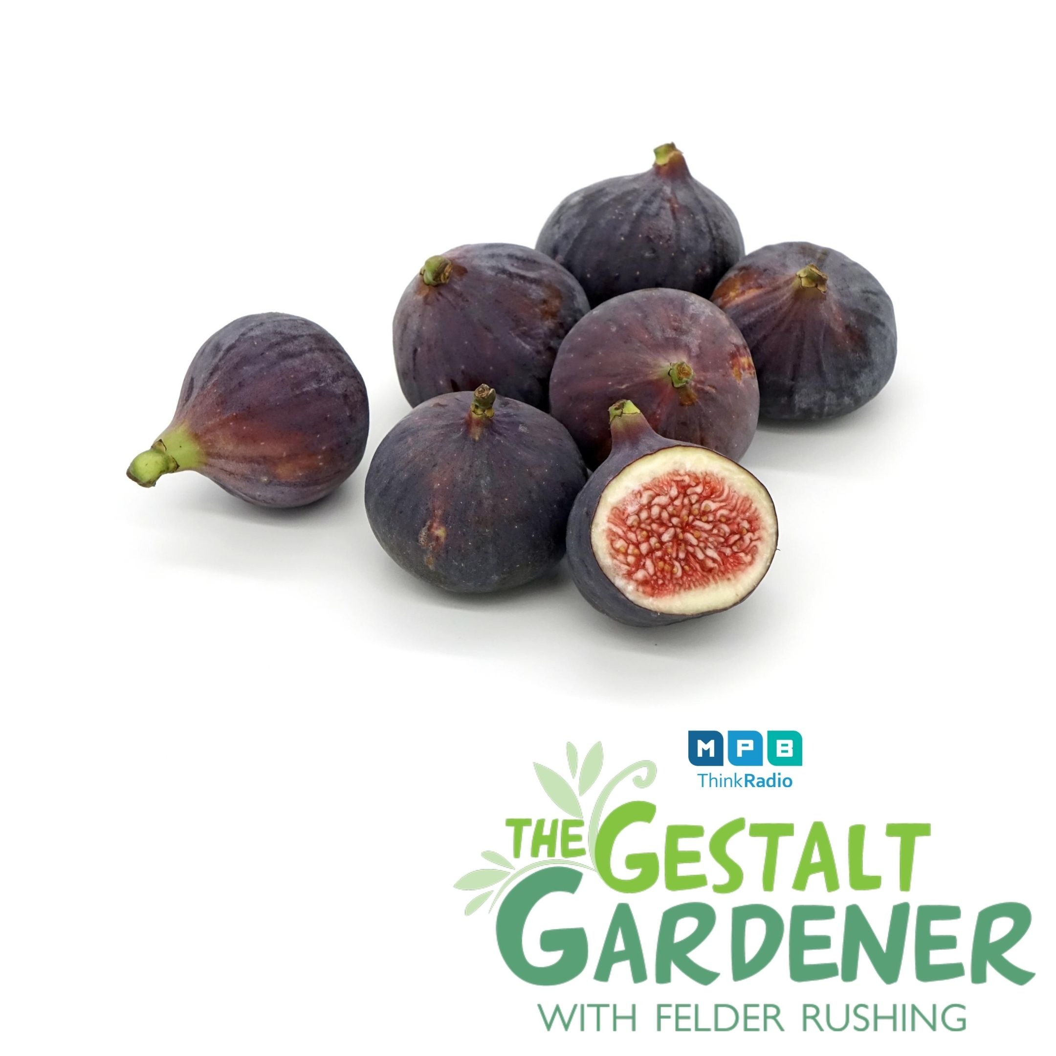 The Gestalt Gardener:  Fig Time
