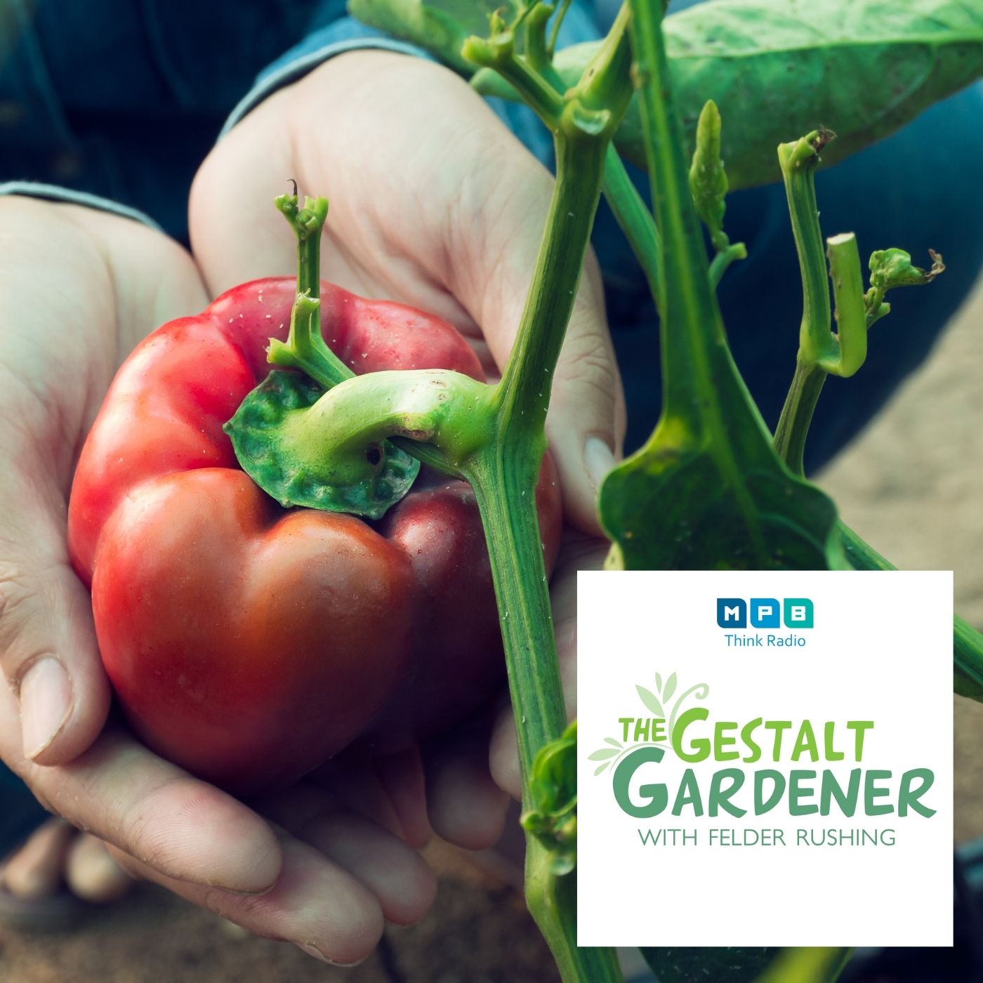 The Gestalt Gardener | 2nd Summer Garden