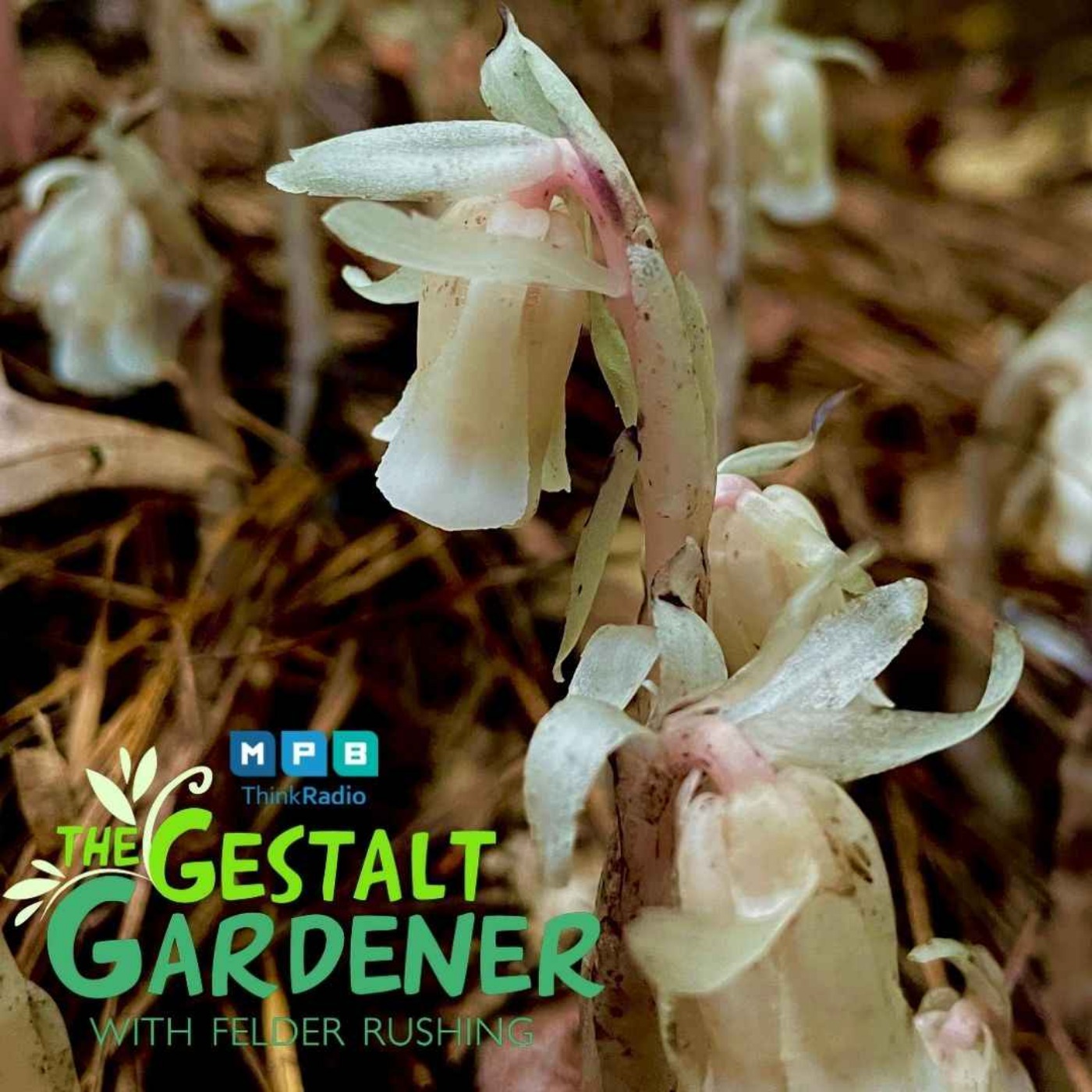 The Gestalt Gardener | Persimmon Predictions