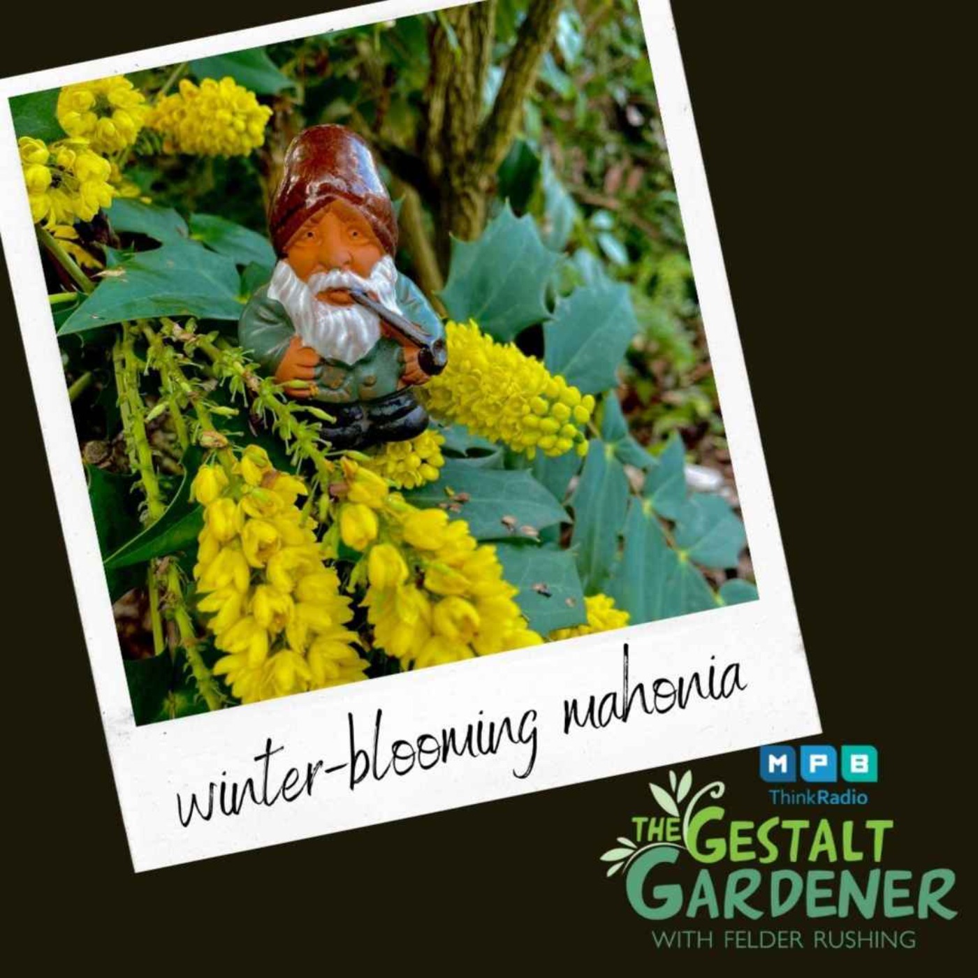 The Gestalt Gardener | Winter Blooms