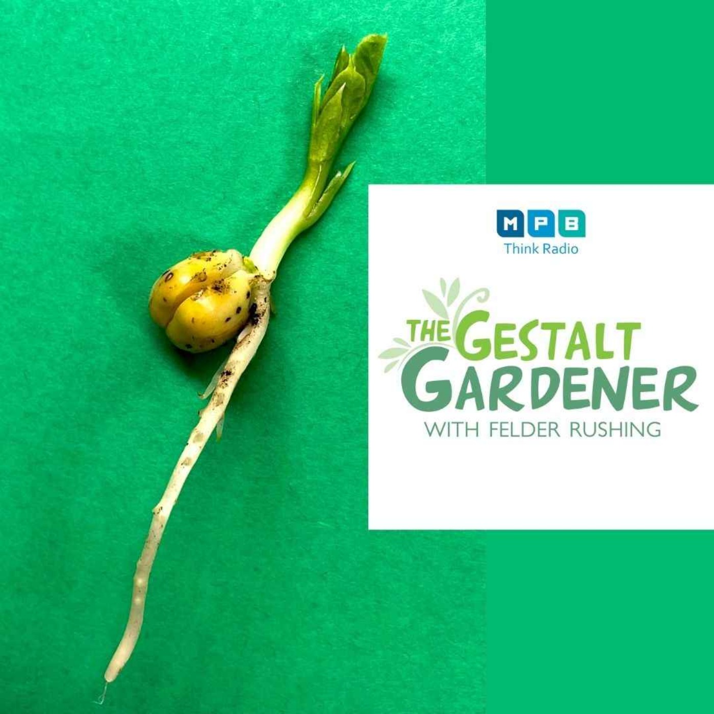 The Gestalt Gardener | Pushing Pea