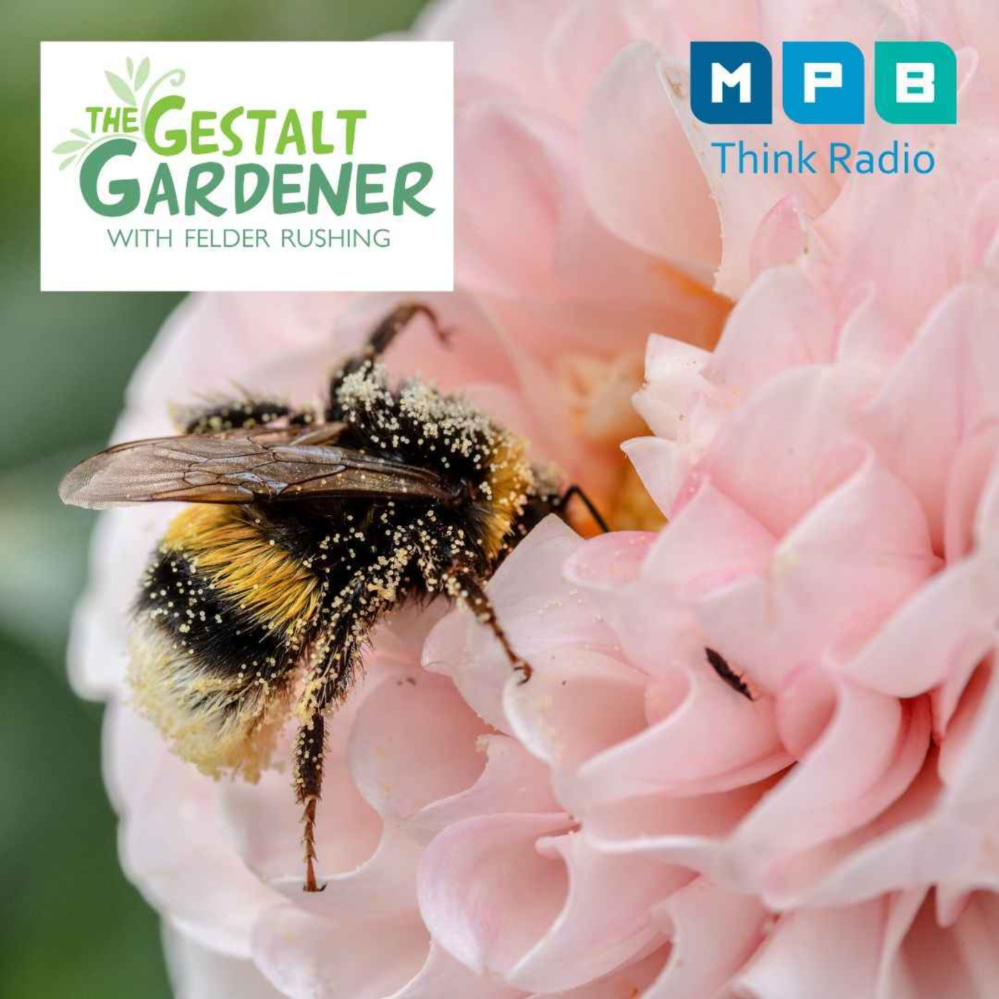 cover art for The Gestalt Gardener | Carpenter Bees & More!