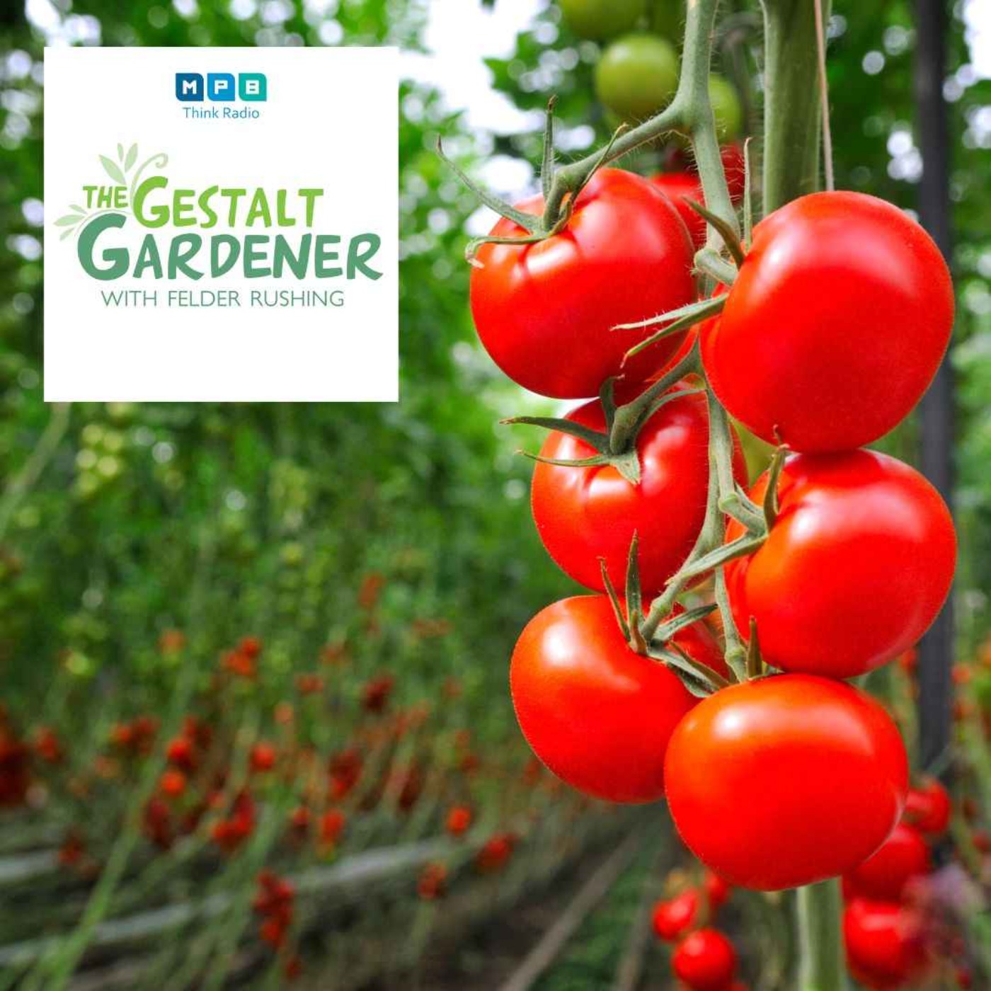 cover art for The Gestalt Gardener | Tomatoes & Potatoes