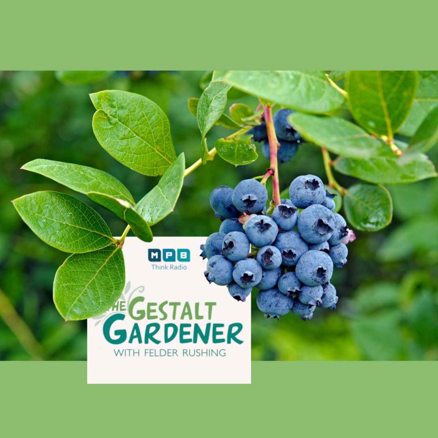 The Gestalt Gardener | Blueberries