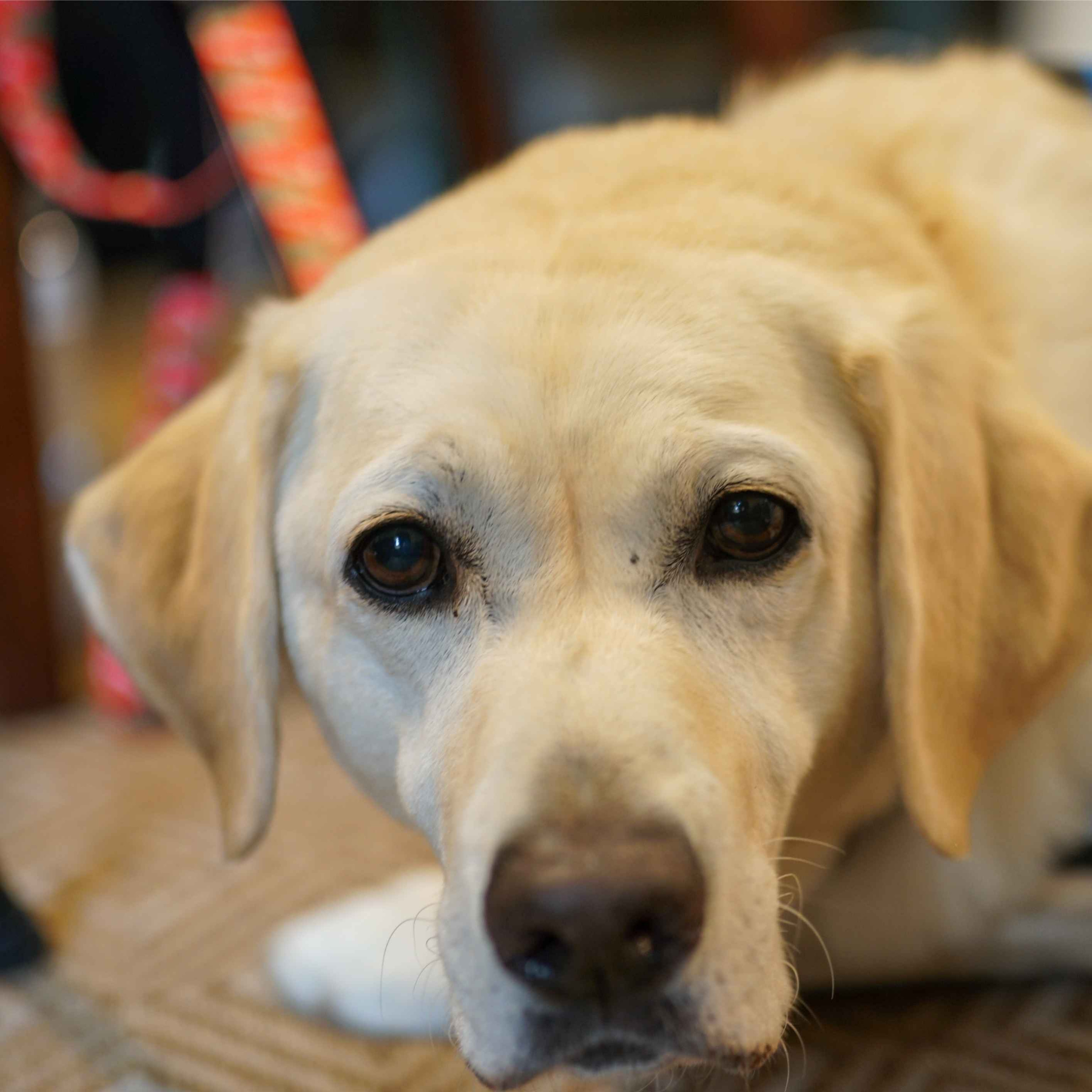 Will Gibney, Dan Gibney, and Laura Assaf —  A love story about a dog and his boy