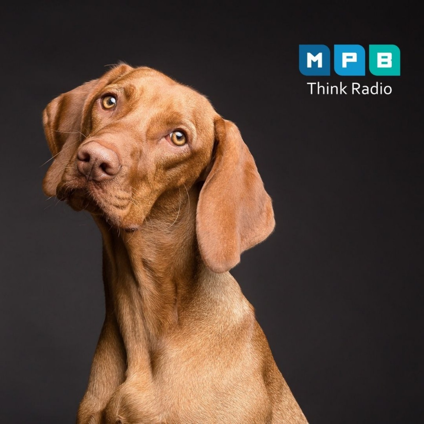 Creature Comforts: Pet Day