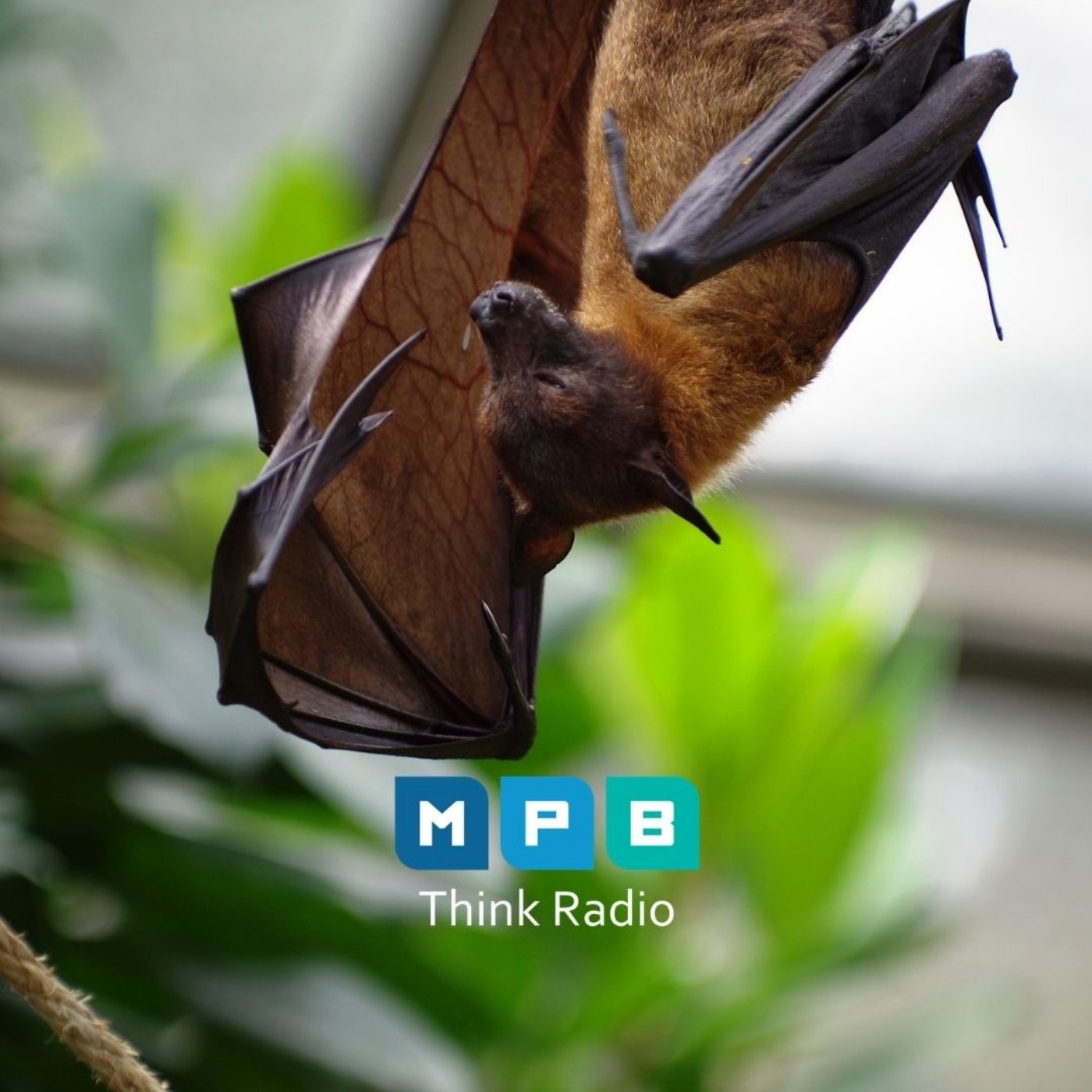 Creature Comforts: Bats and Other Cute Creatures
