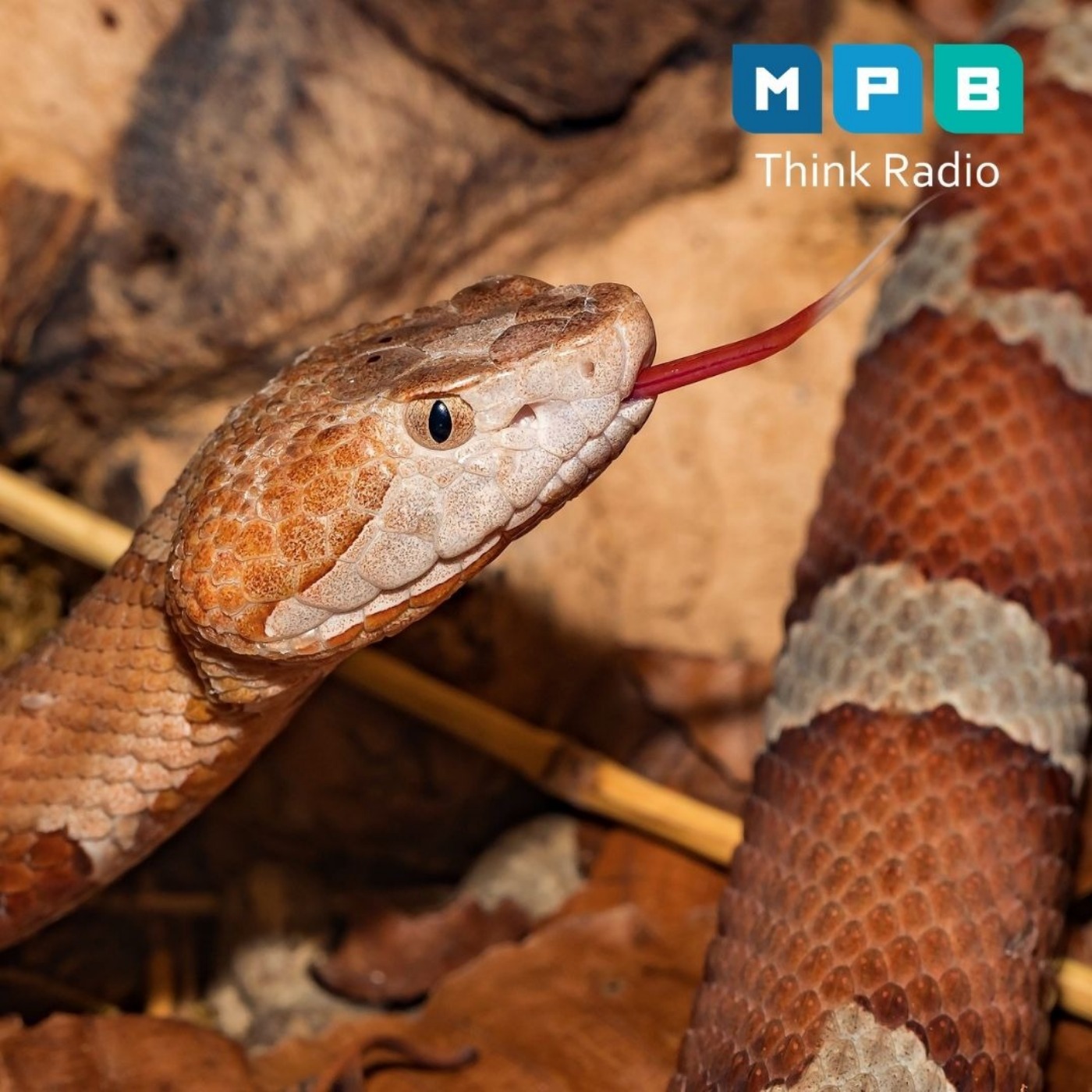 Creature Comforts: Summer Snakes
