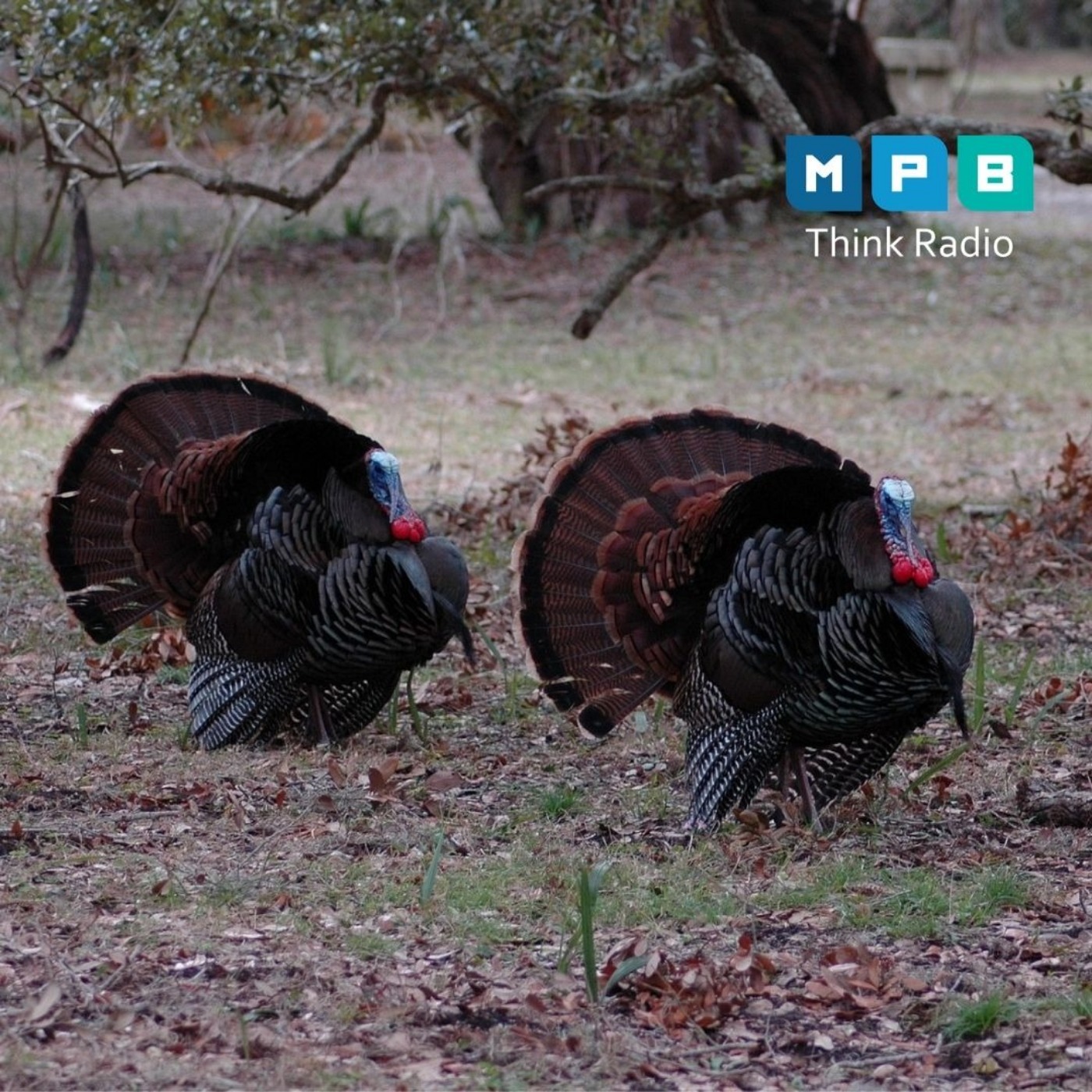 Creature Comforts: Wild Turkey Talk