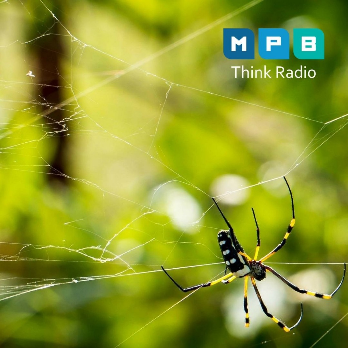 Creature Comforts: Summer Spiders