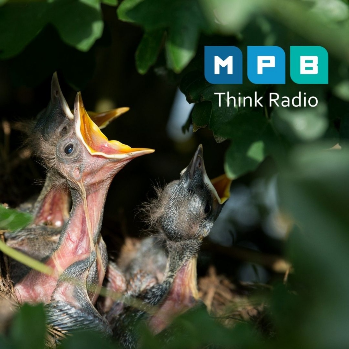 Creature Comforts: Nesting Birds