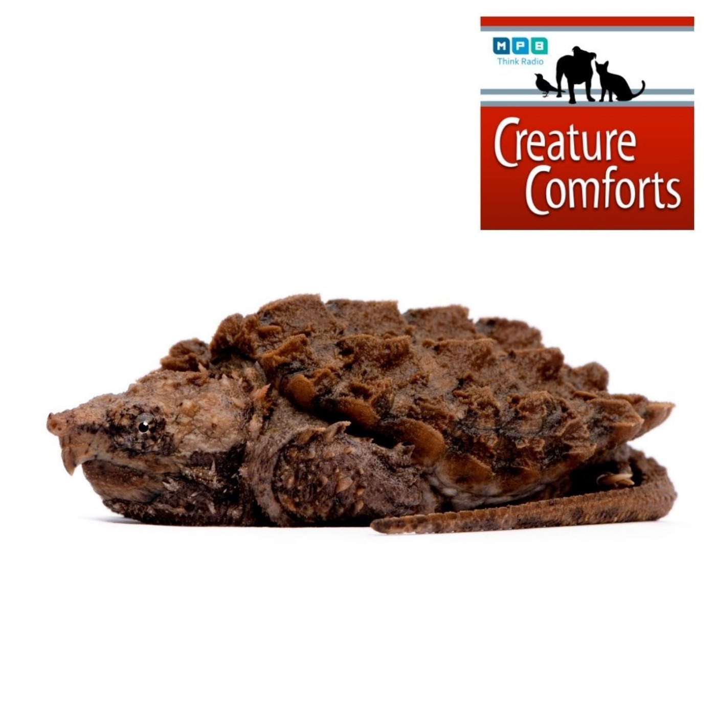 Creature Comforts: eDNA and the Alligator Snapping Turtle