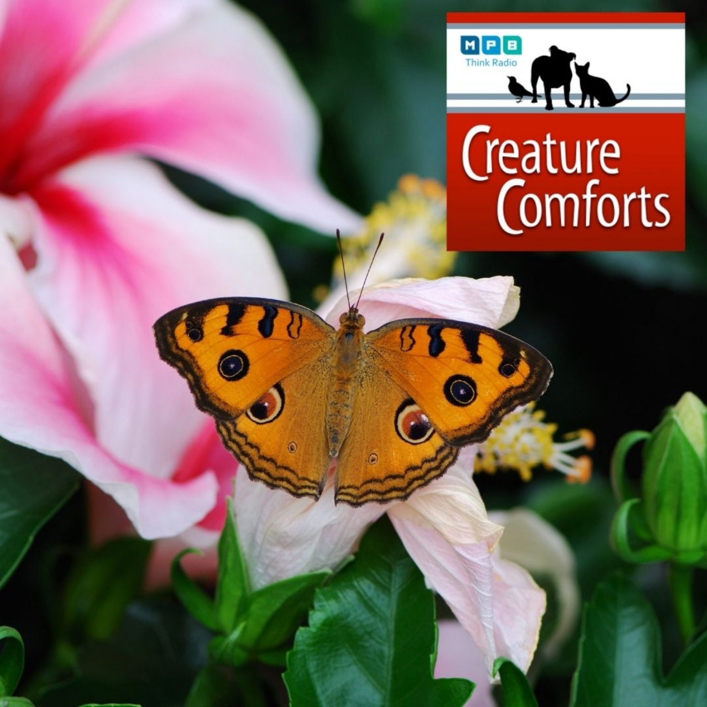 Creature Comforts: Benefiting the Butterfly