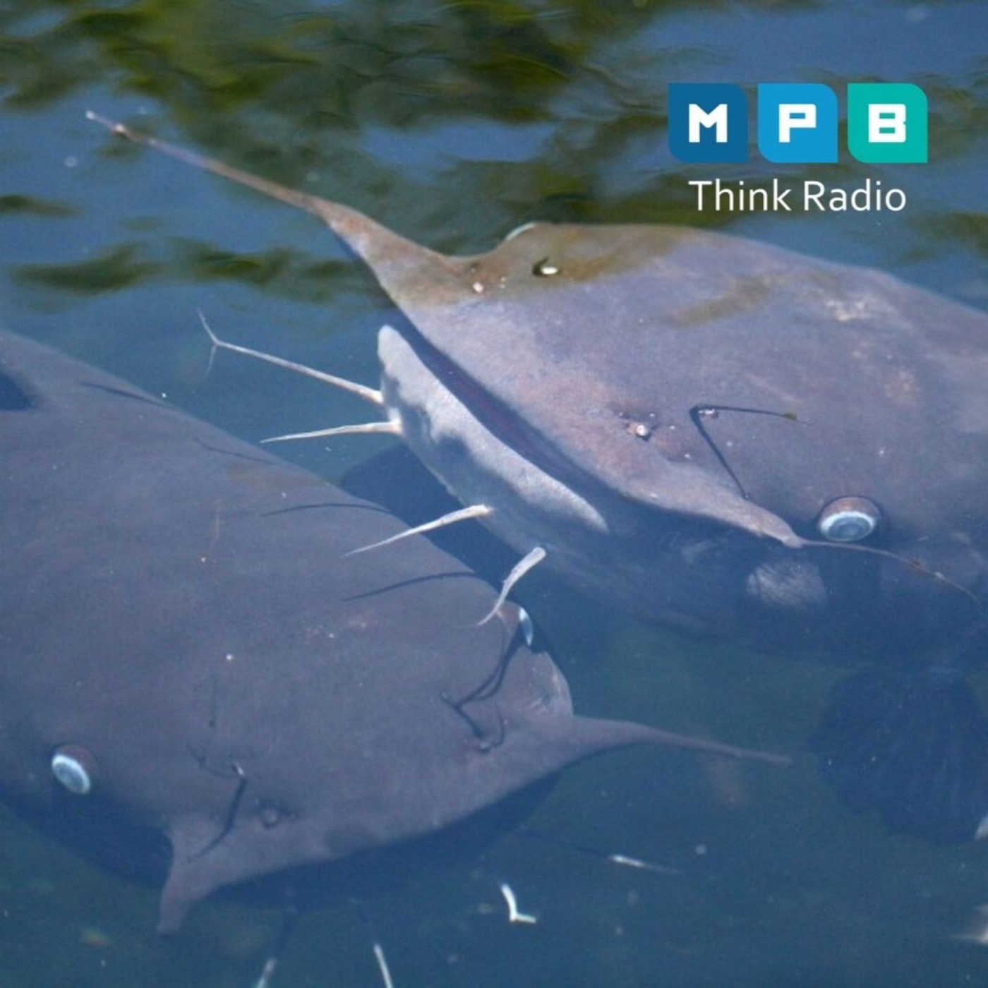 Creature Comforts: Catching Big Blue