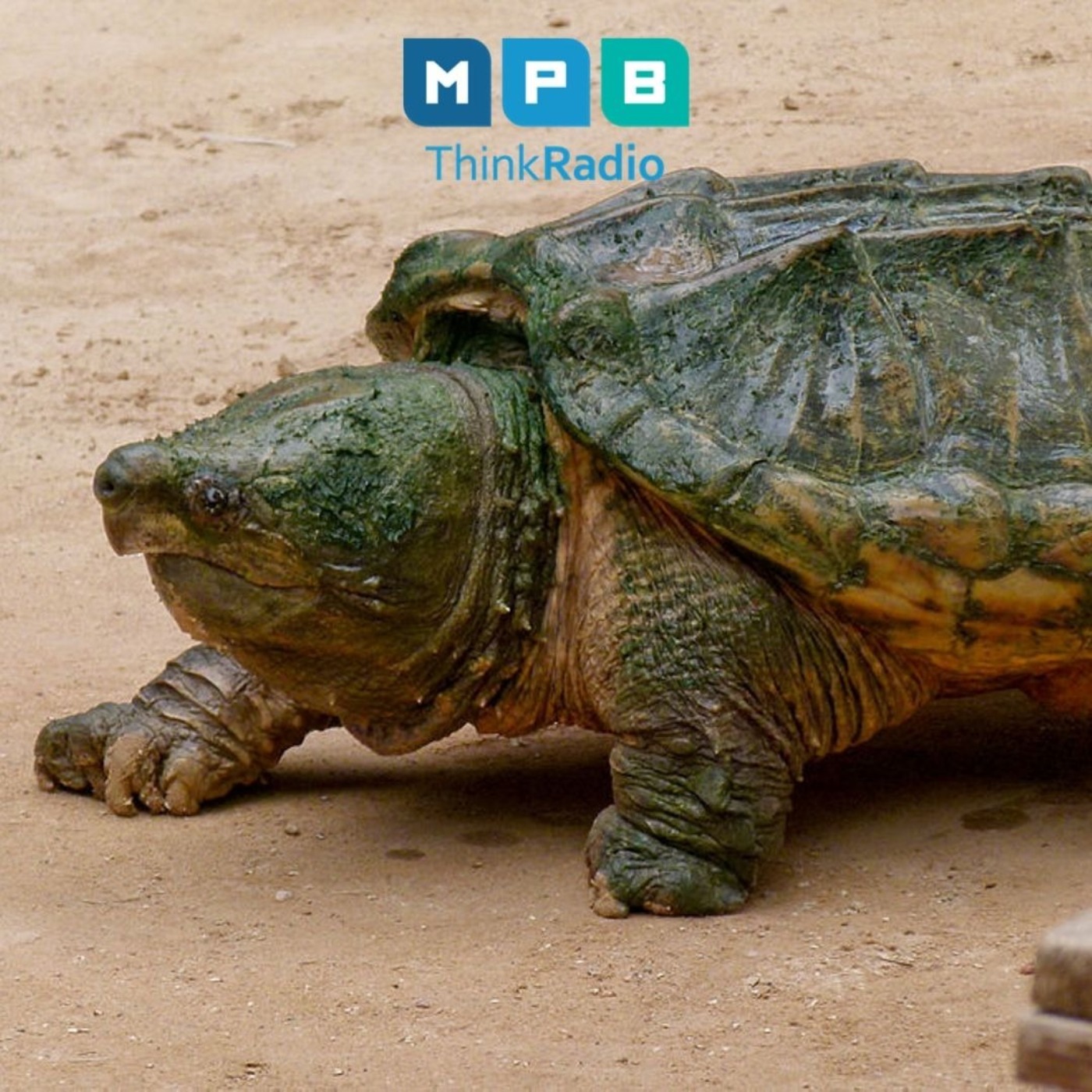 Creature Comforts: Alligator Snapping Turtle
