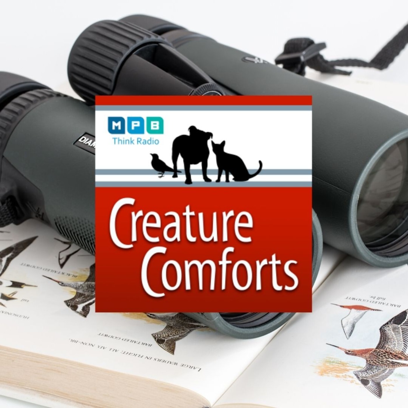 Creature Comforts