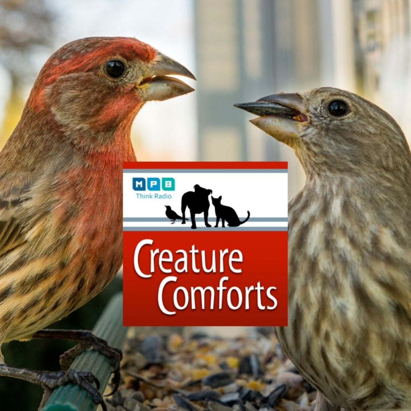 Creature Comforts | Winter Backyard Birds