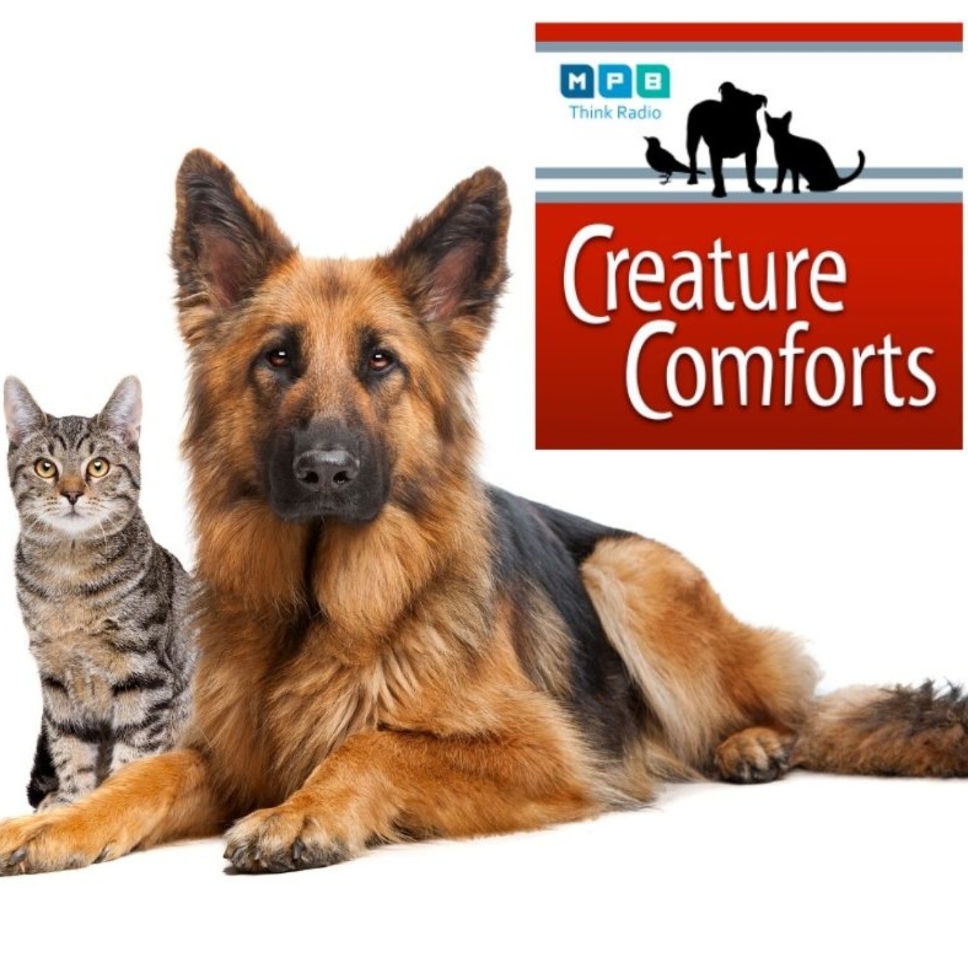 Creature Comforts | November Pet Day