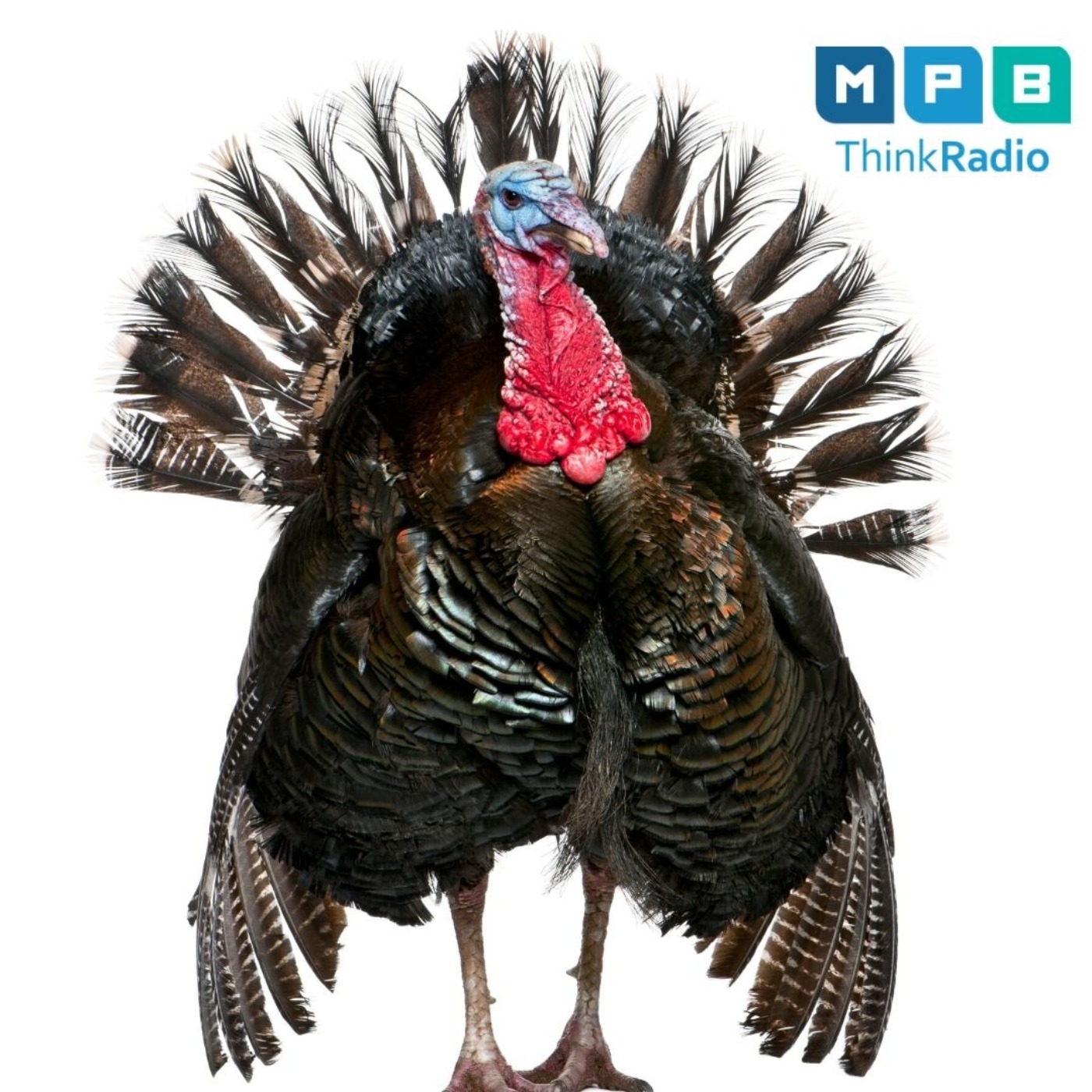 Creature Comforts Classic | Wild Turkey Talk