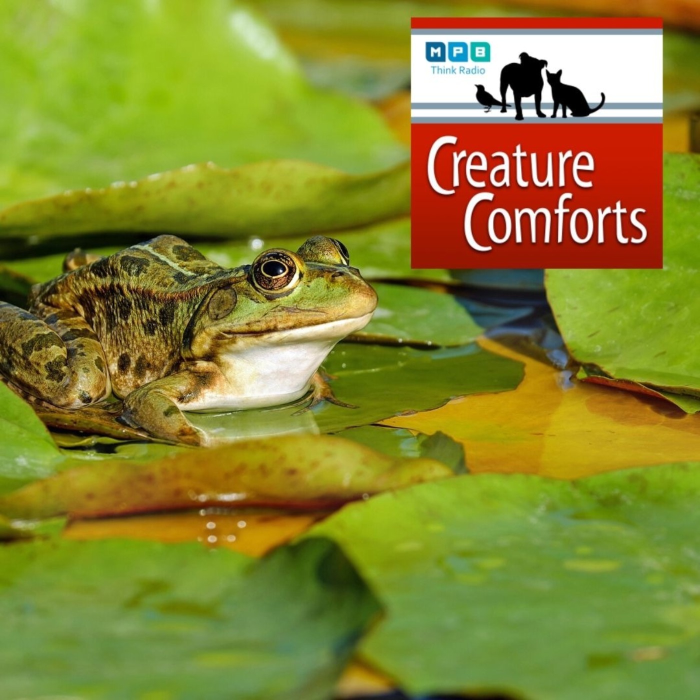 Creature Comforts: Leaping Leapers
