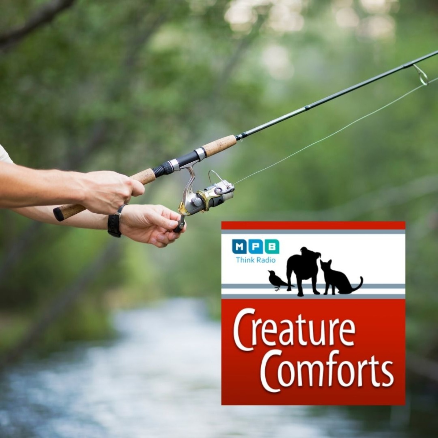 Creature Comforts: Here Fishy Fishy