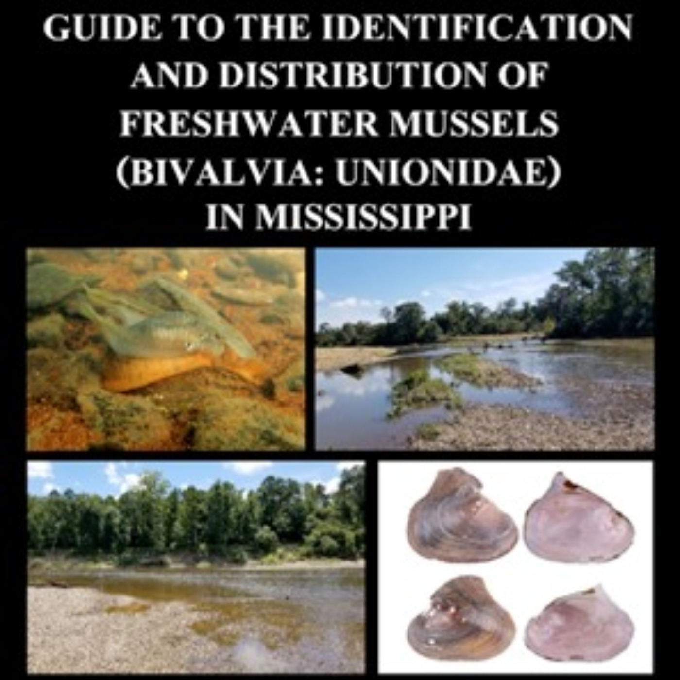 Creature Comforts: Freshwater Mussels