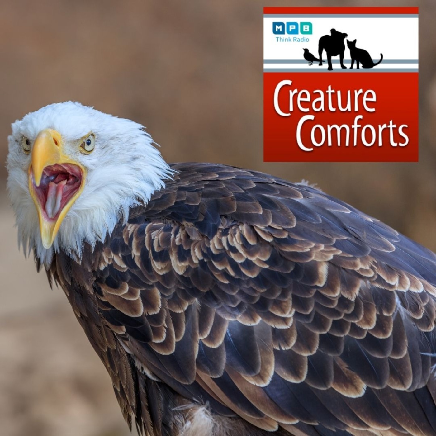 Creature Comforts: Fly Eagles Fly