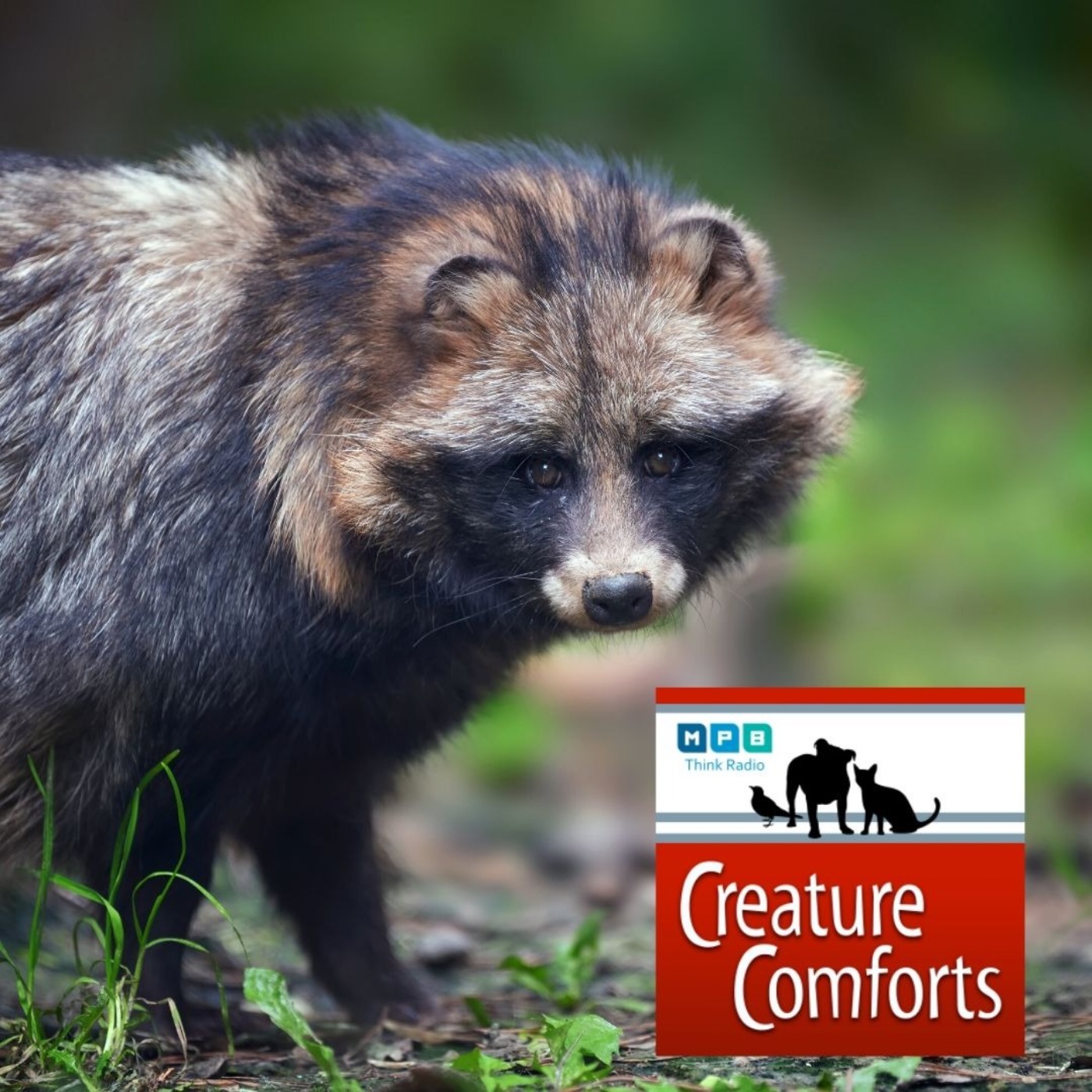 Creature Comforts: The Critter Catcher