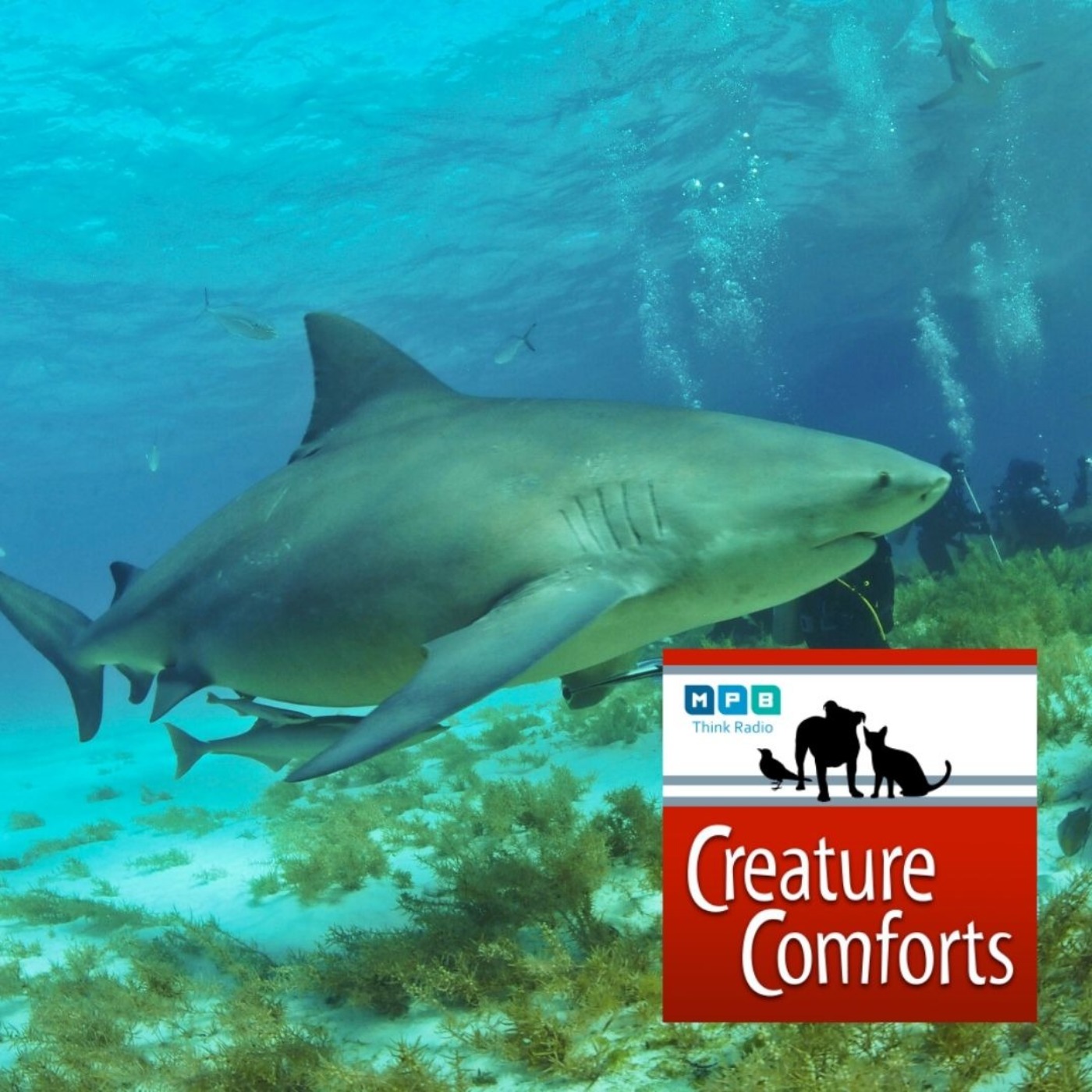 Creature Comforts: Mississippi Sharks