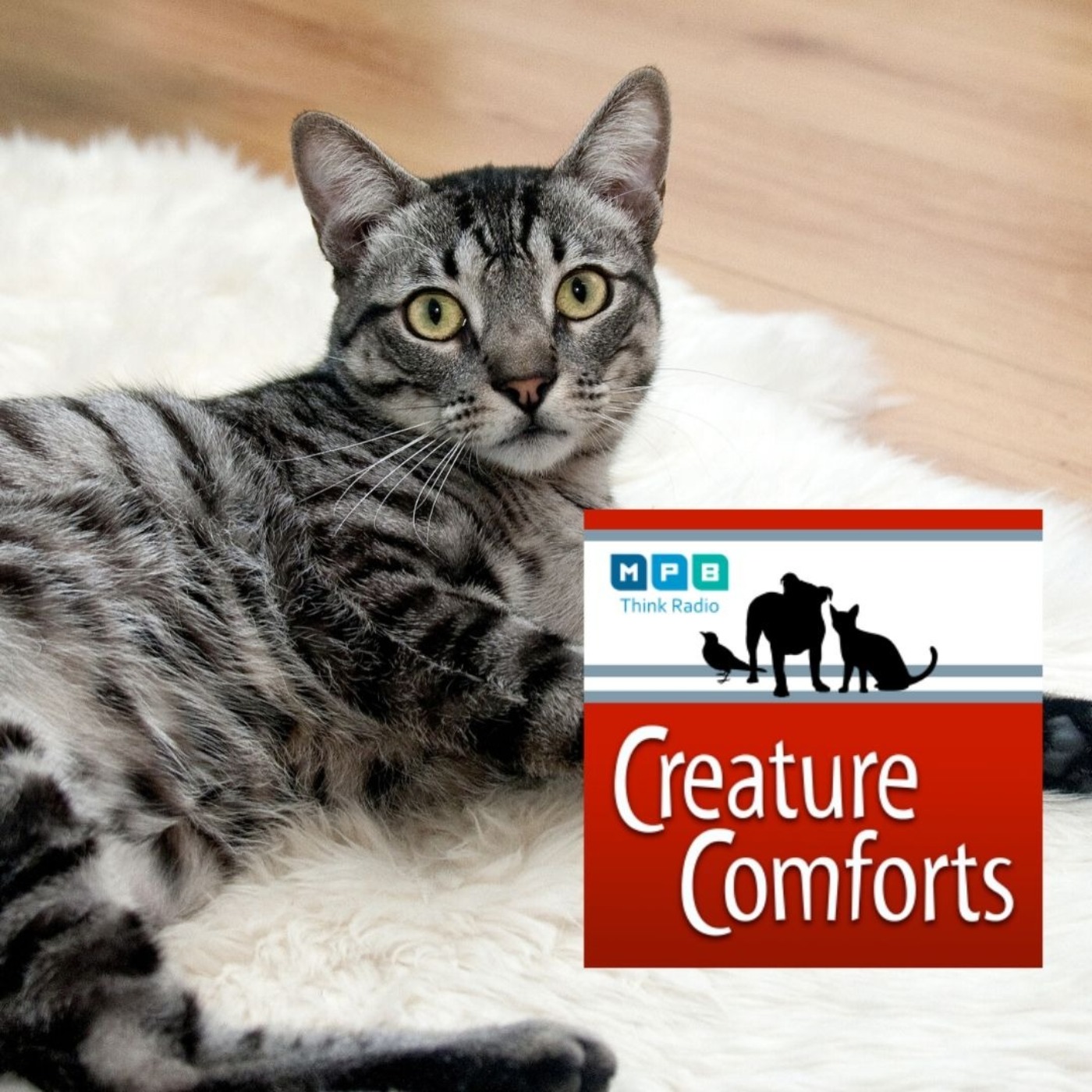 Creature Comforts: Paws and Claws